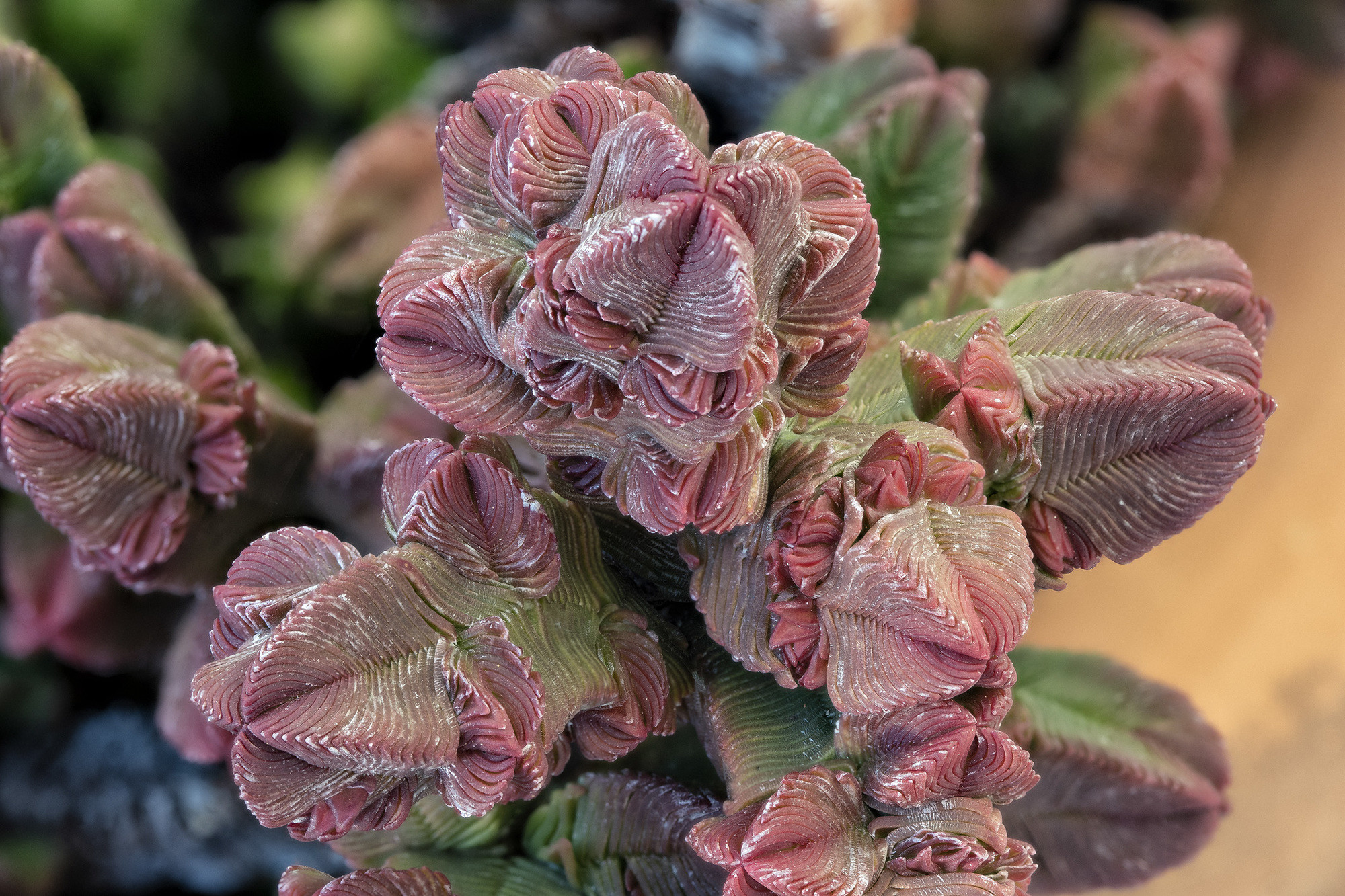 Pedro Mozoa - Pedro Mozos_ConcursoFebreroMacroPlantas