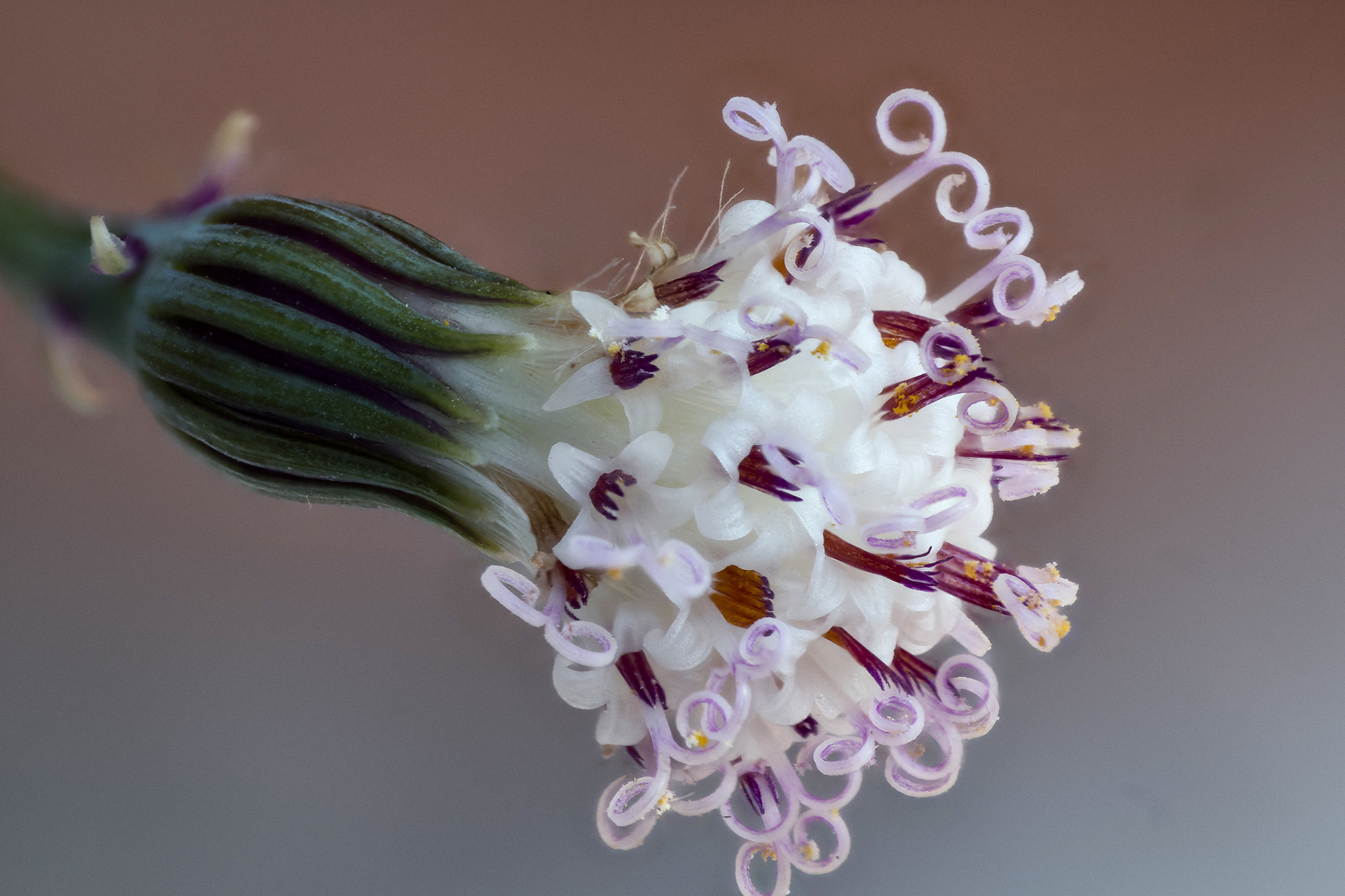 Pedro Mozos - PedroMozos_ConcursoFebreroMacroPlantas-1
