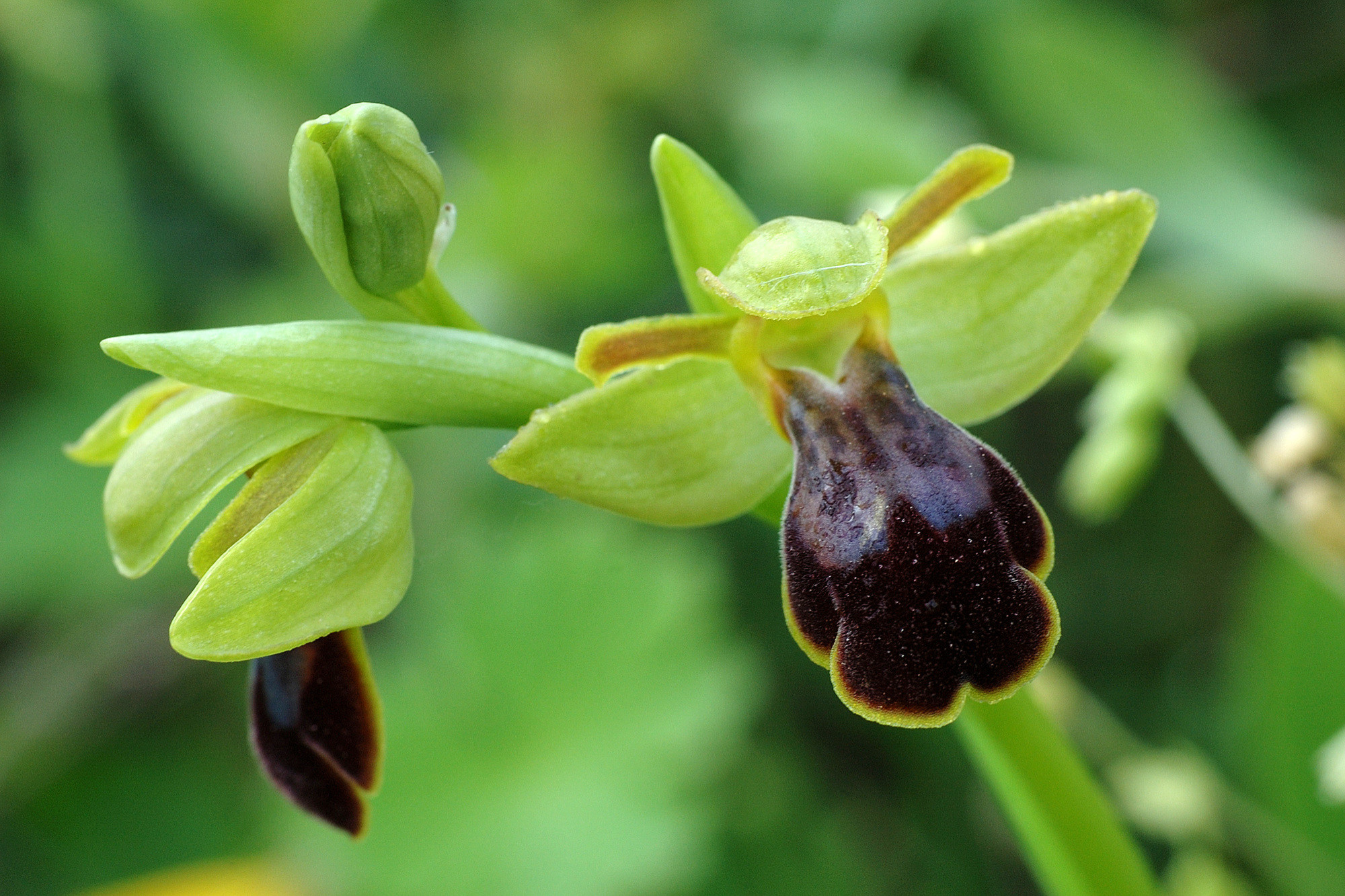 Pepe  Soria - 1 Macro flores  Pepe Soria