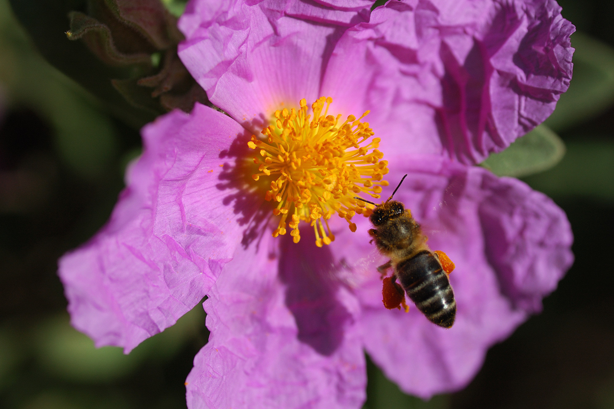 Pepe  Soria - 2 Macro flores Pepe Soria