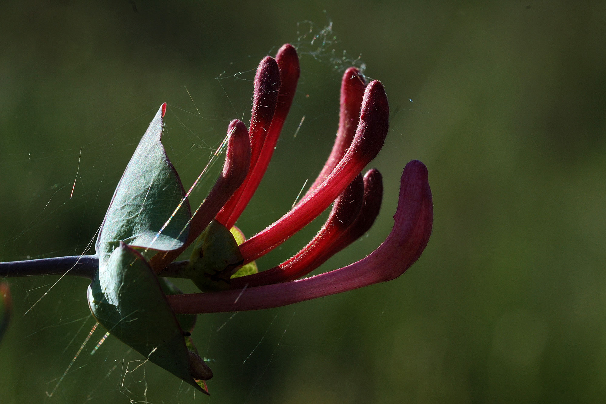 Pepe  Soria - 3 Macro flores Pepe Soria