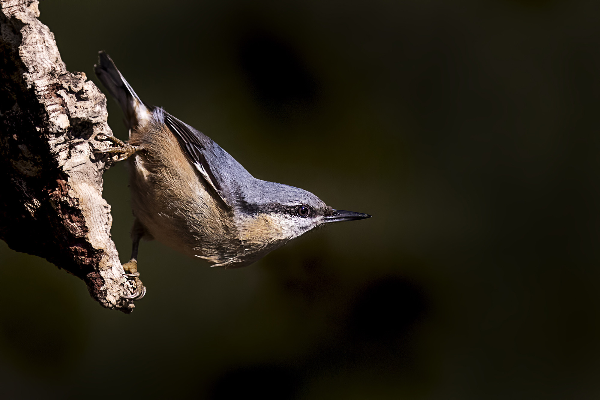 Antonio Ben&iacute;tez Paz - AvesBosque_Trepadorazul_Ant&ordm;Ben&iacute;tezPaz