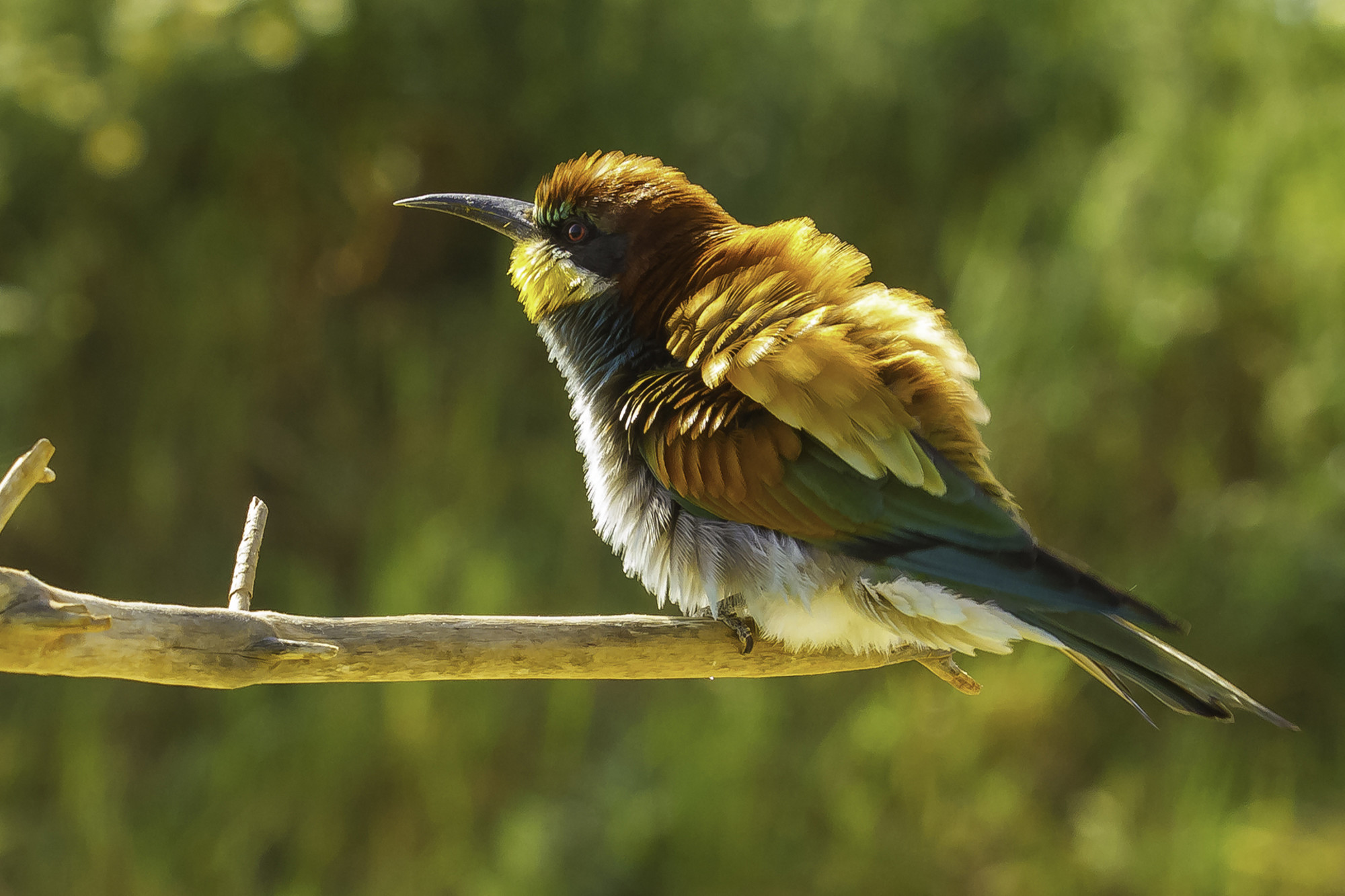 Antonio Gallardo Urbano - #A.Gallardo_MayoAvesdebosque1