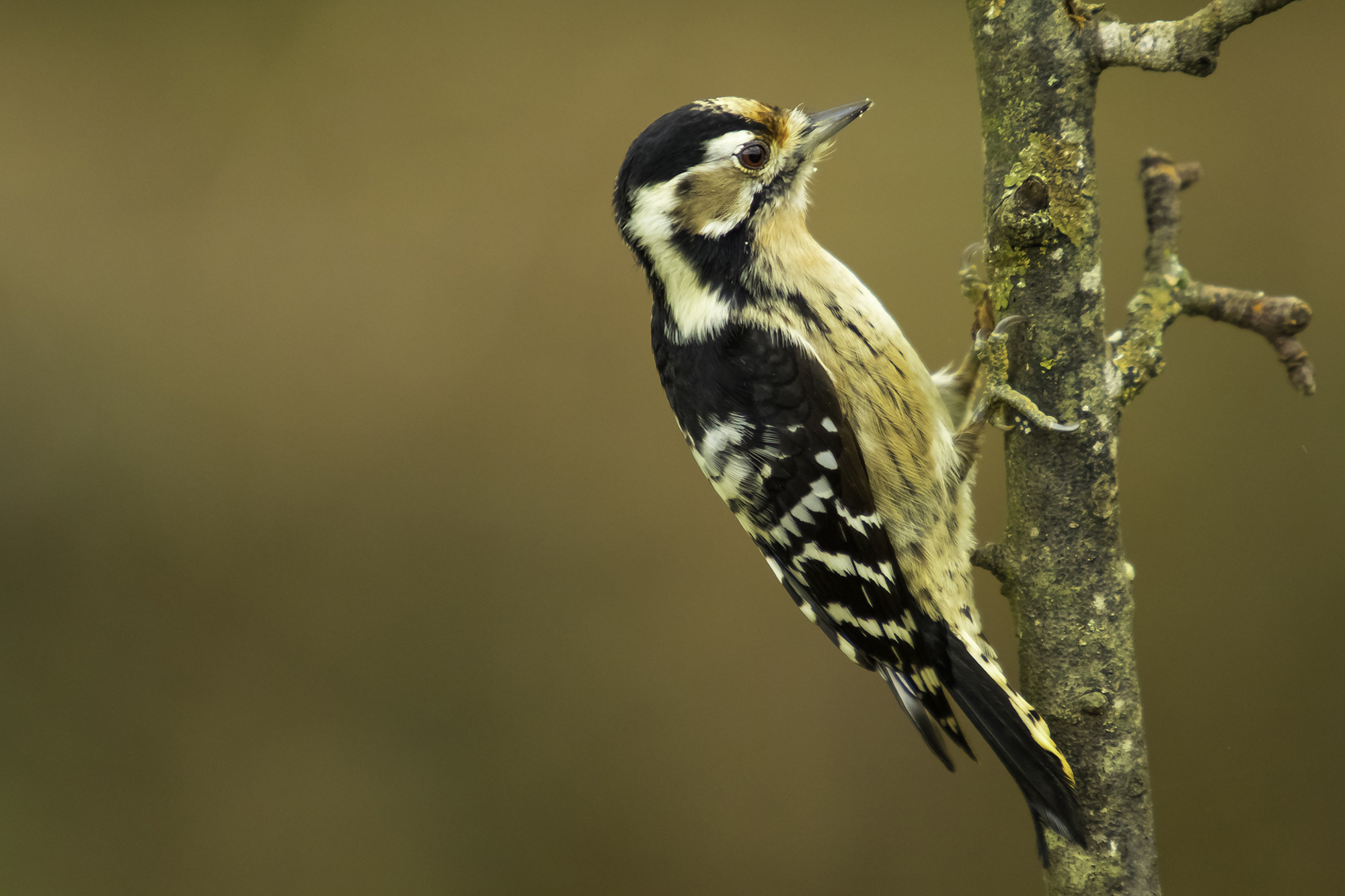 Antonio Gallardo Urbano - #A.Gallardo_MayoAvesdebosque2