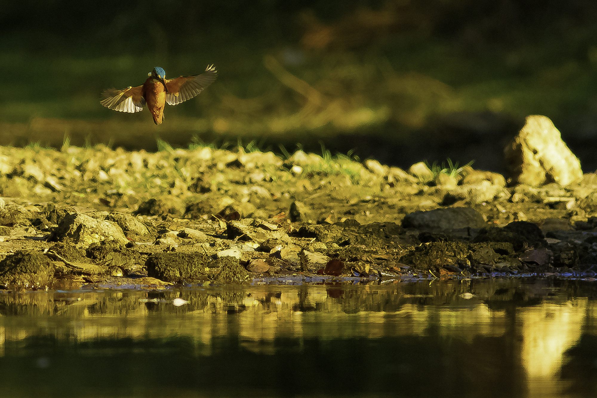 Antonio Gallardo Urbano - #A.Gallardo_MayoAvesdebosque3