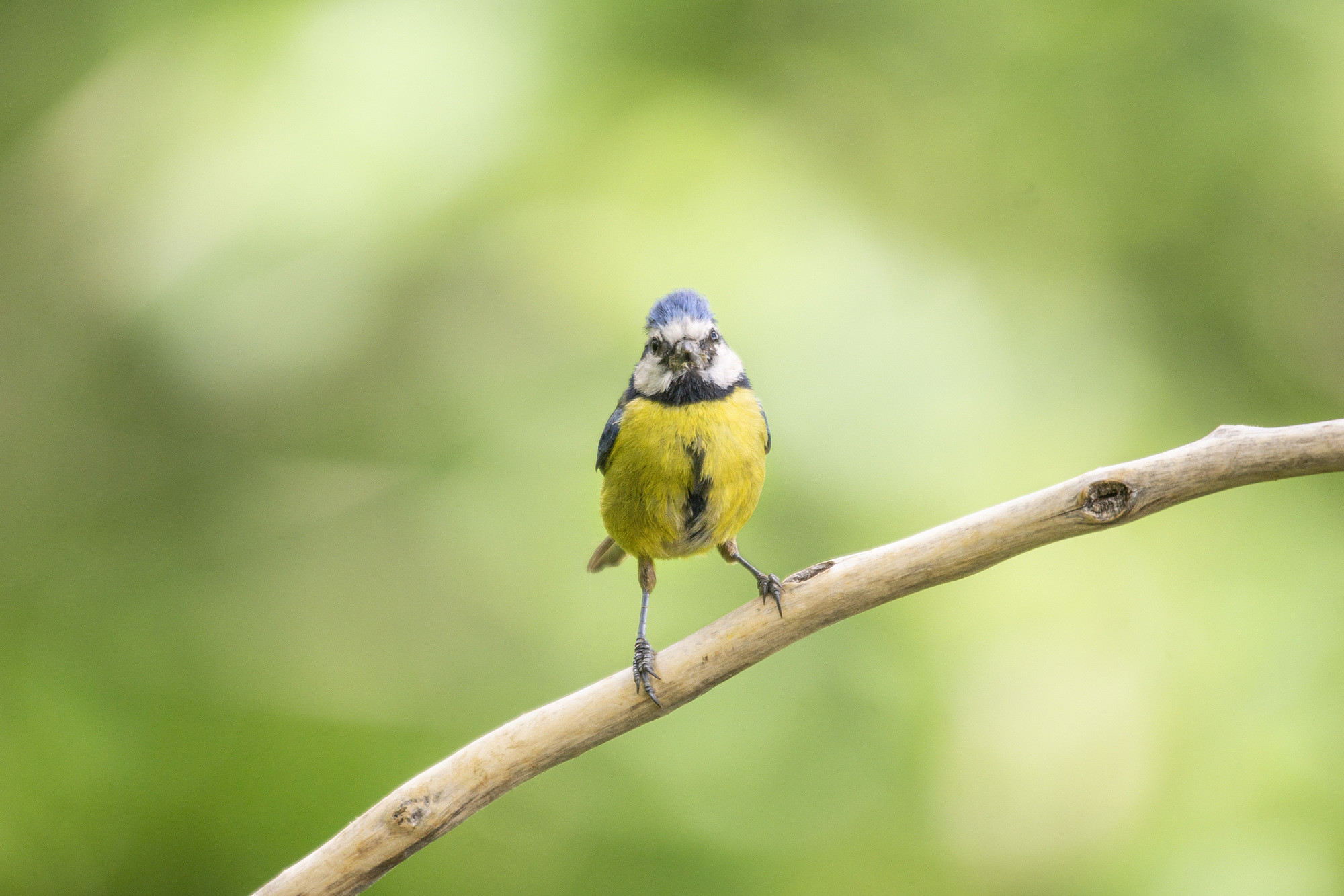 Arturo M - ConcursoMayoArturoM_Herrerillo