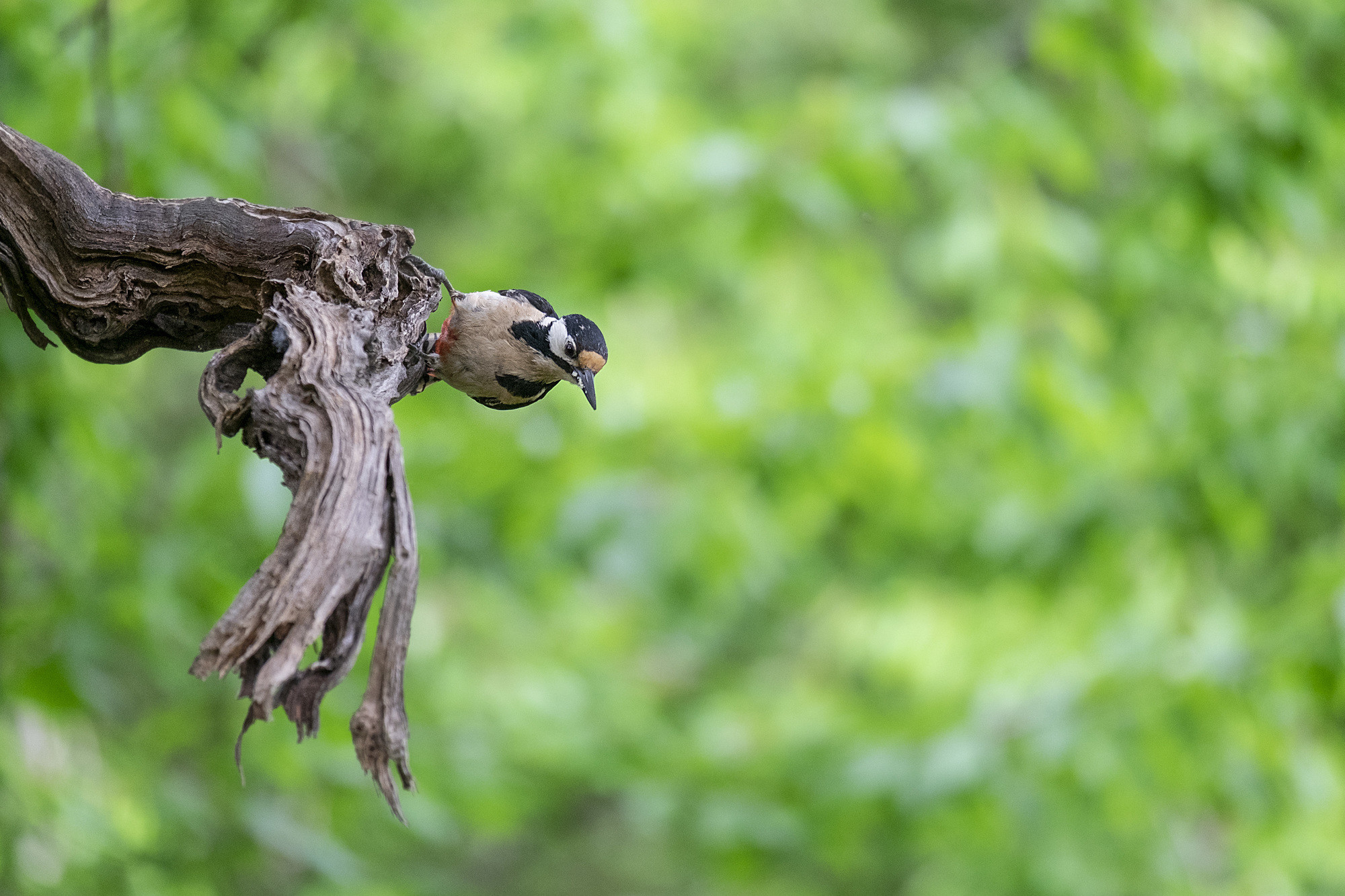 Arturo M - ConcursoMayoArturoM_Picapinos