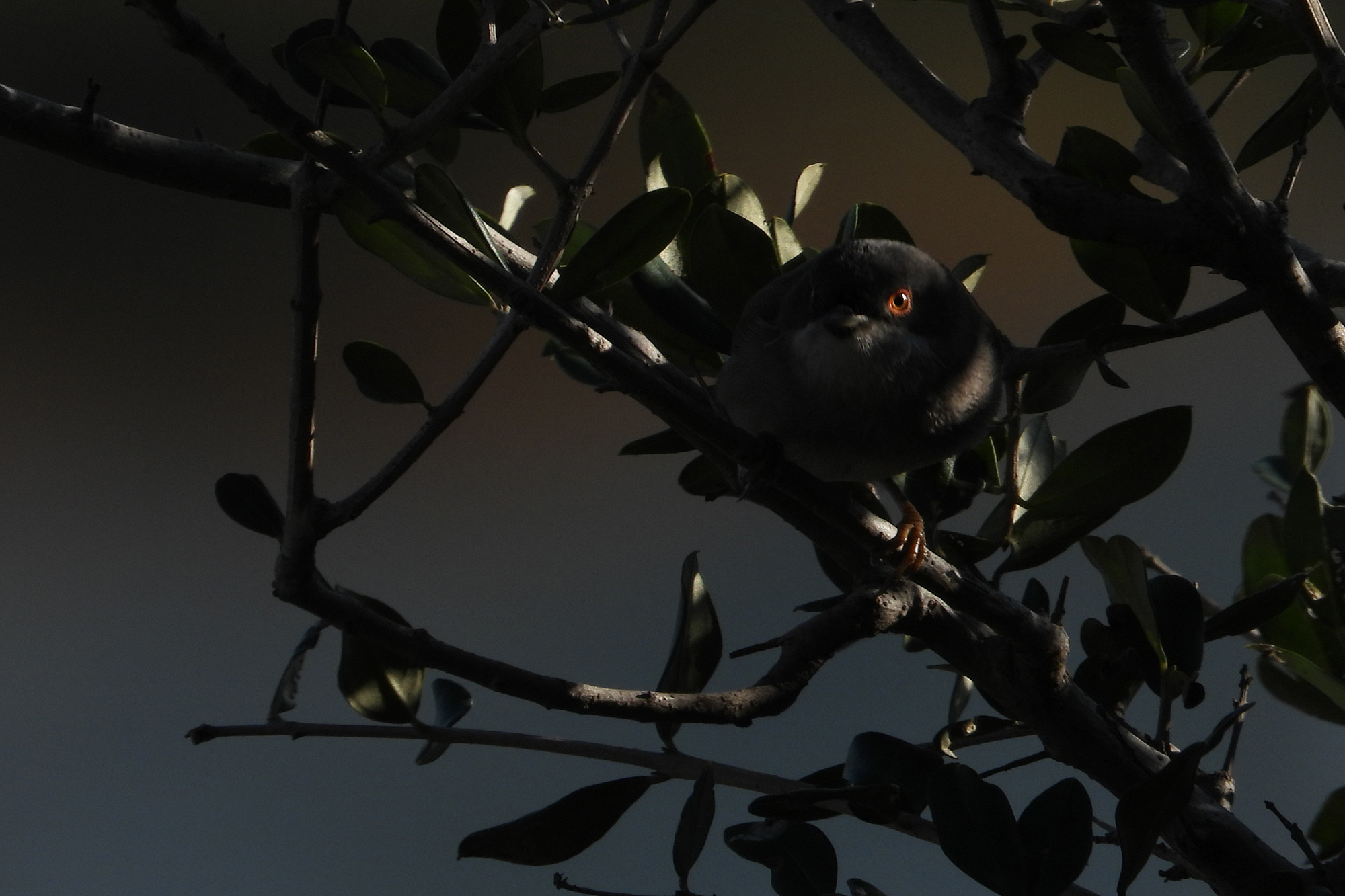 Jose lopez diax - CONCRSO MES MAYO AVES DEL BOSQUE