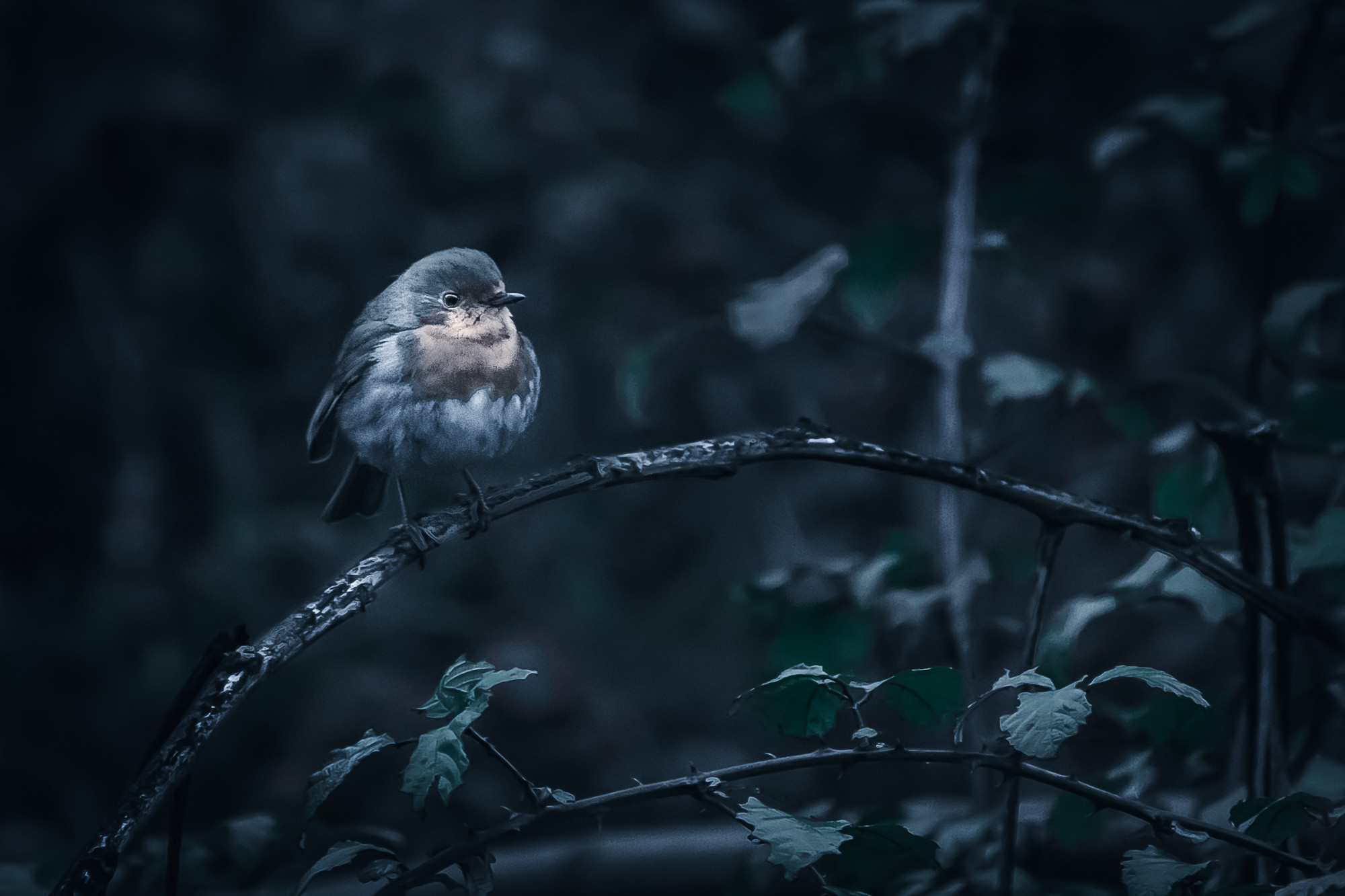 Manuel Torres Lima - ConcursoMayoMTorres