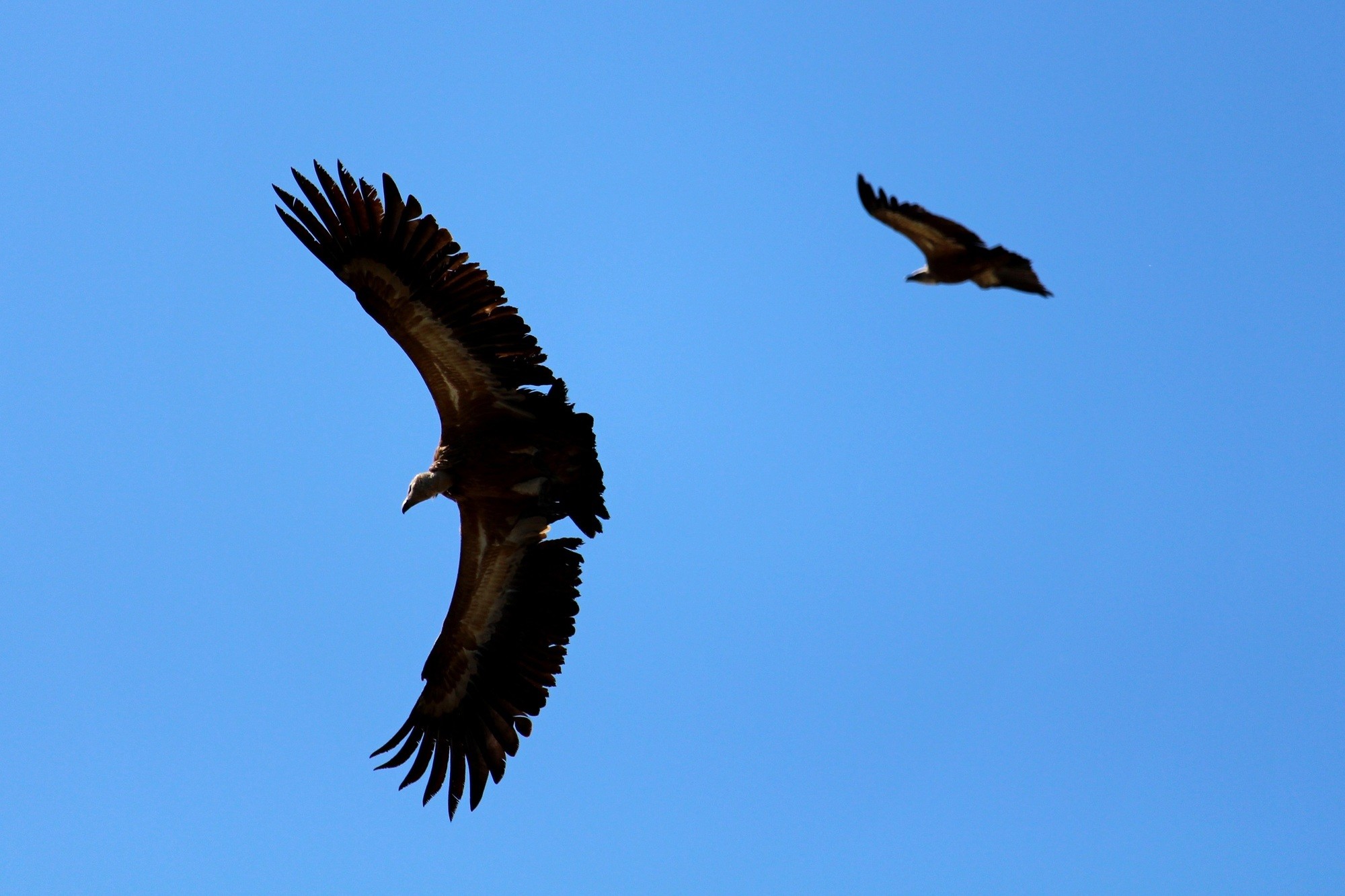 Mariano Maeztu - #Concurso_Mayo_AvesBosque_Mariano_ Maeztu_1