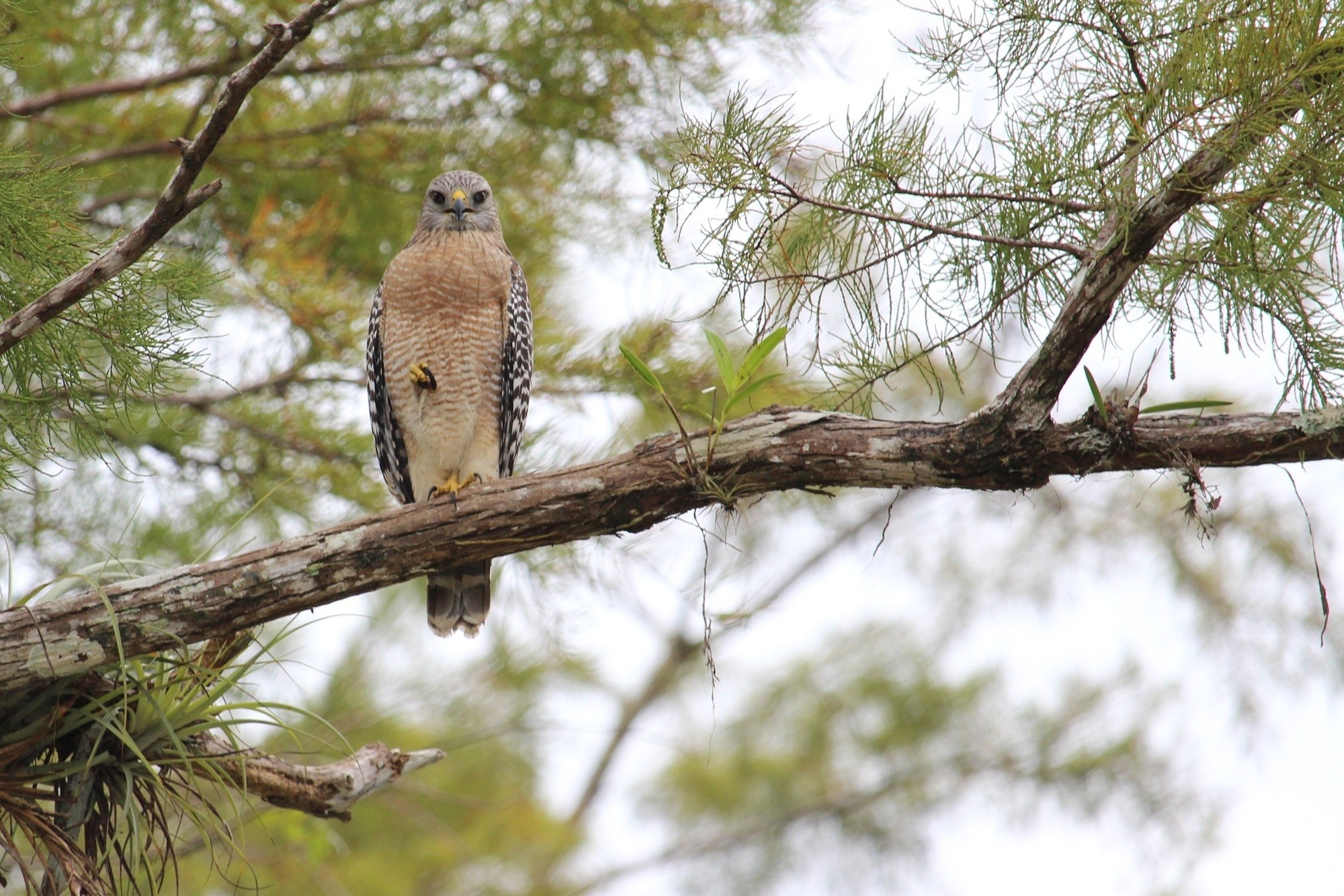 Mariano Maeztu - #Concurso_Mayo_AvesBosque_Mariano_ Maeztu_2