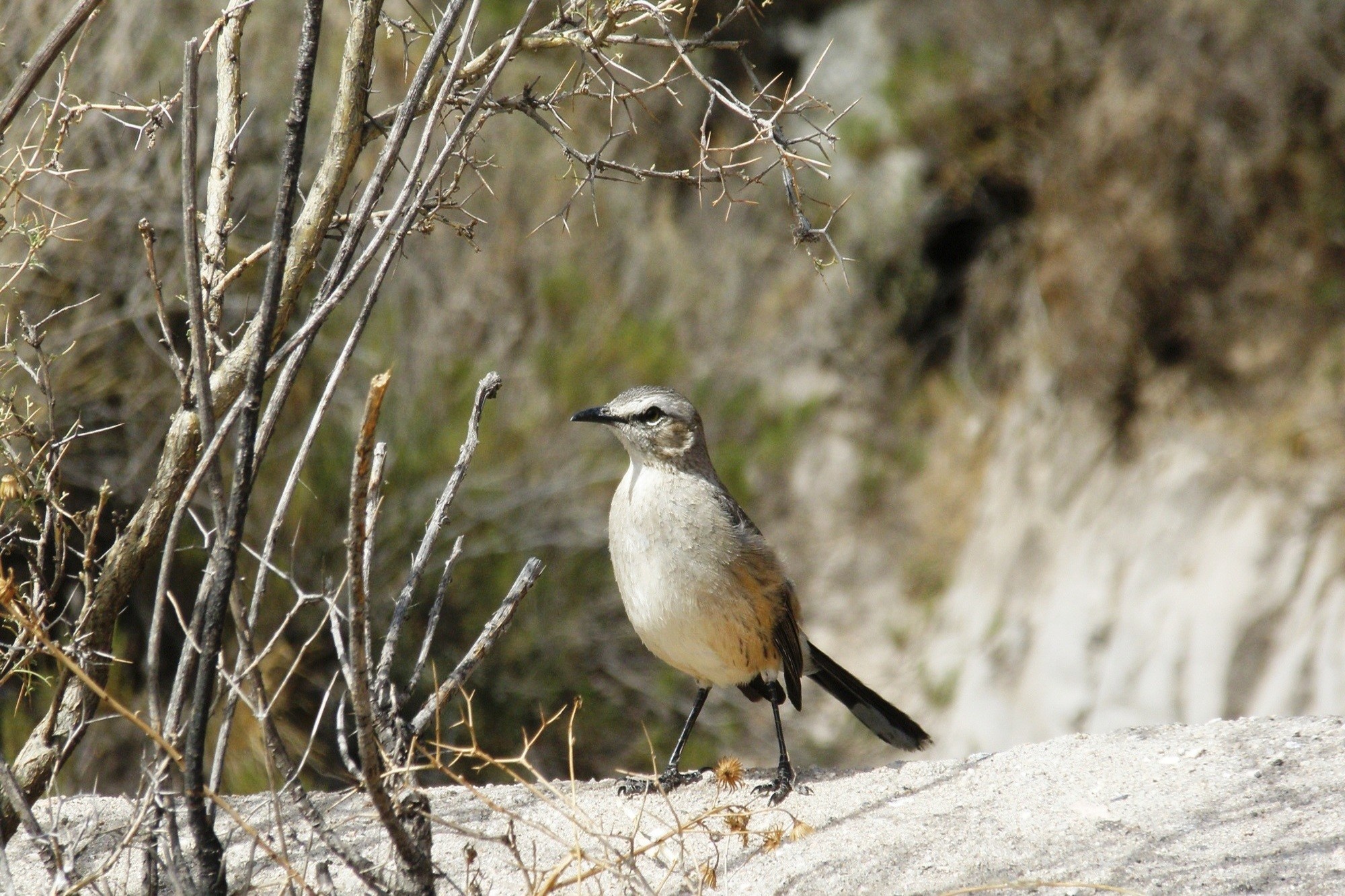 Mariano Maeztu - #Concurso_Mayo_AvesBosque_Mariano_ Maeztu_3