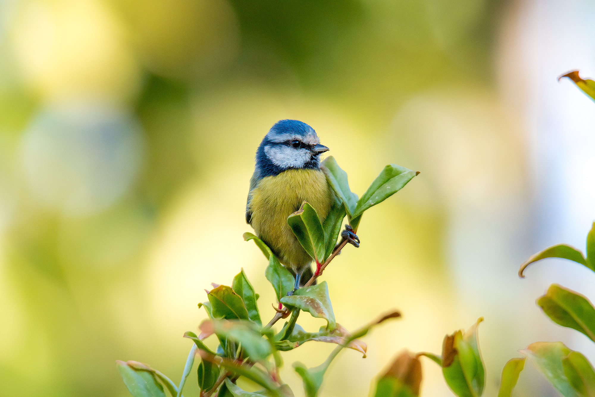 Mercedes Cuesta - MercedesCuesta_ConcursoMayo_1