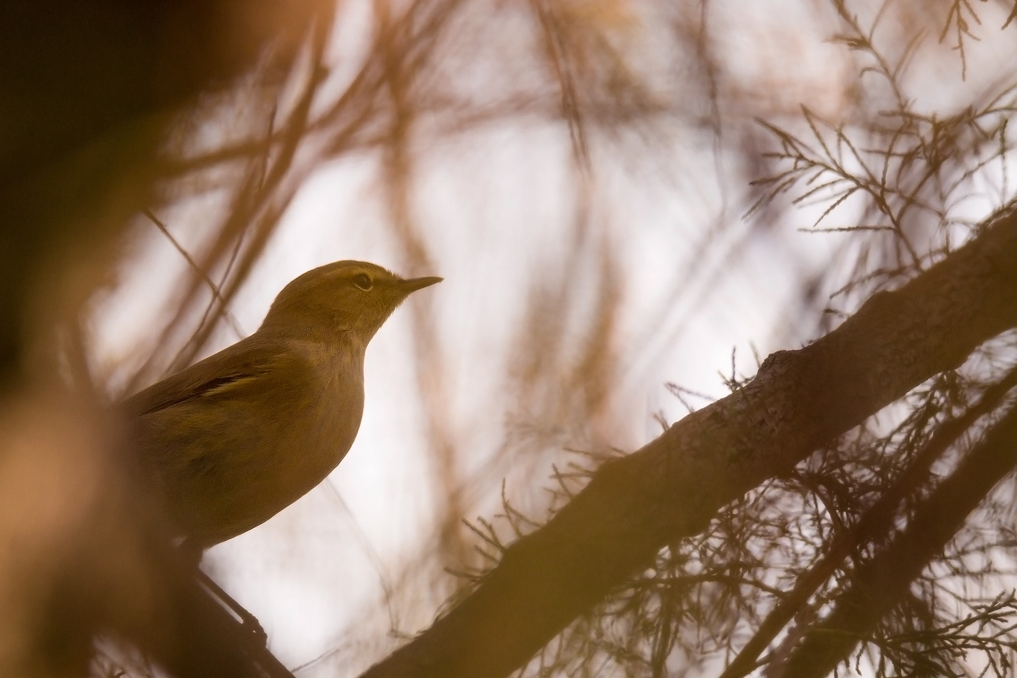 Mercedes Cuesta - MercedesCuesta_ConcursoMayo_2