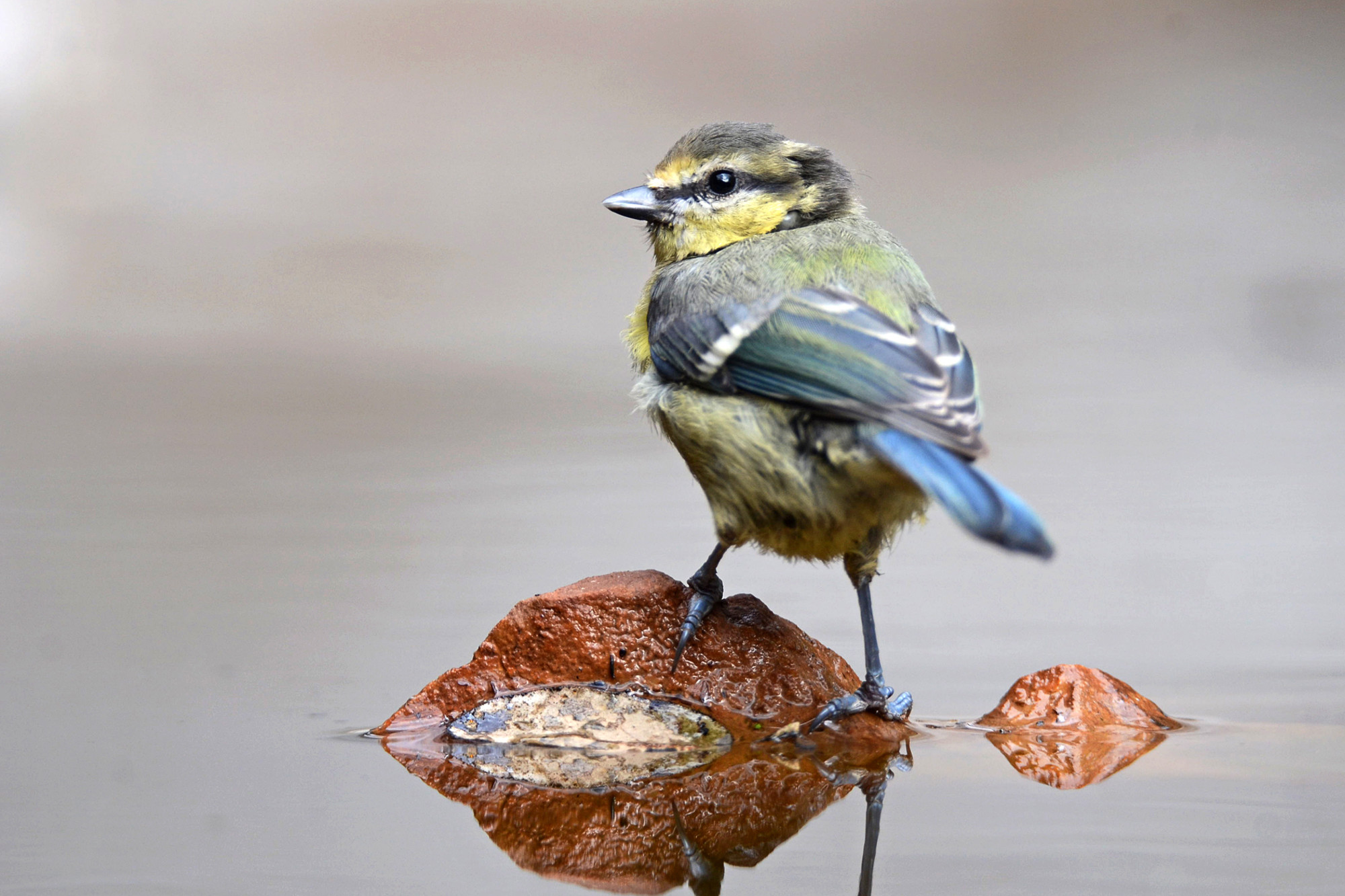 Pepe  Soria - Pepe Soria-Aves del bosque001