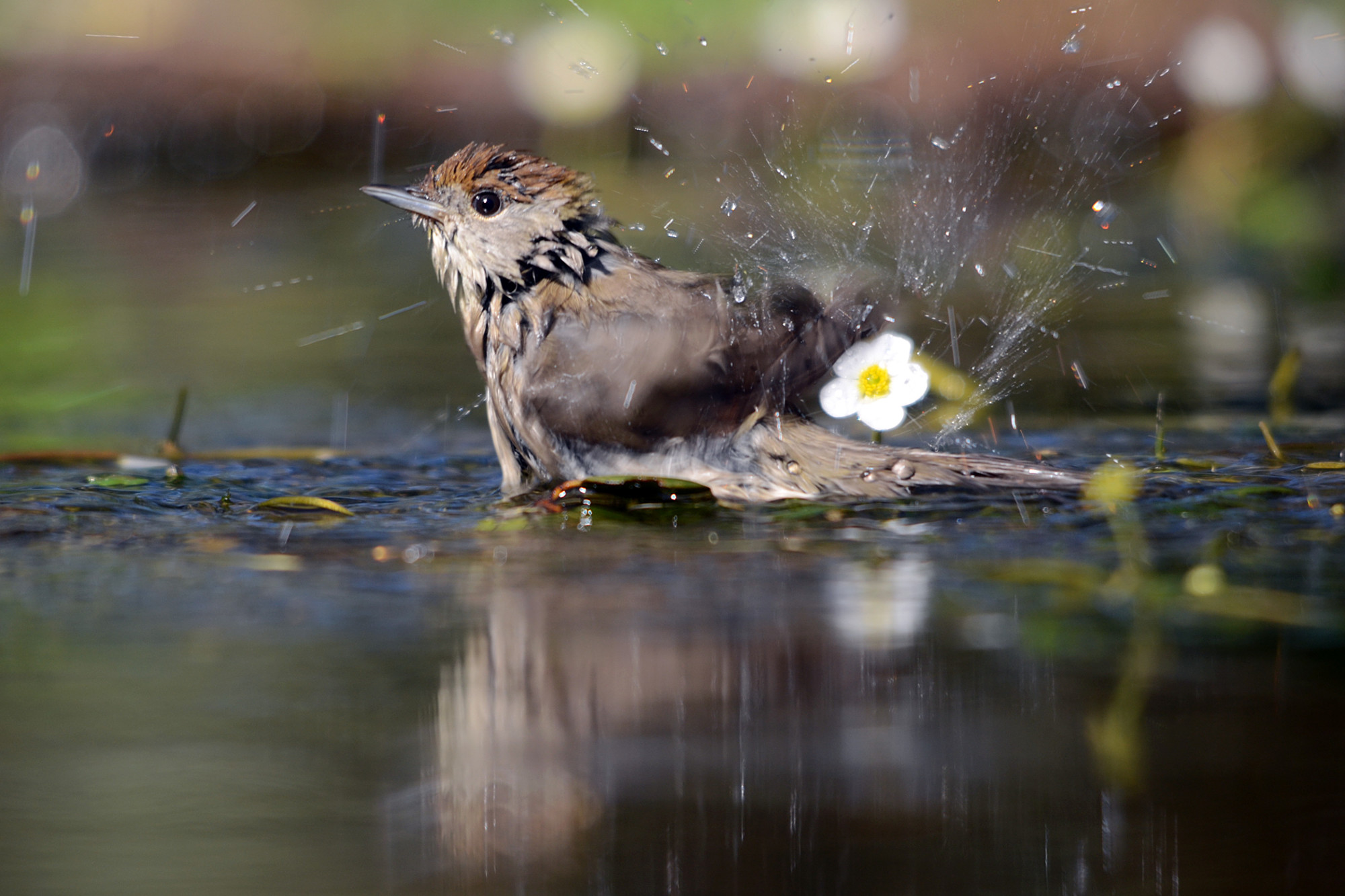 Pepe  Soria - Pepe Soria-Aves del bosque003