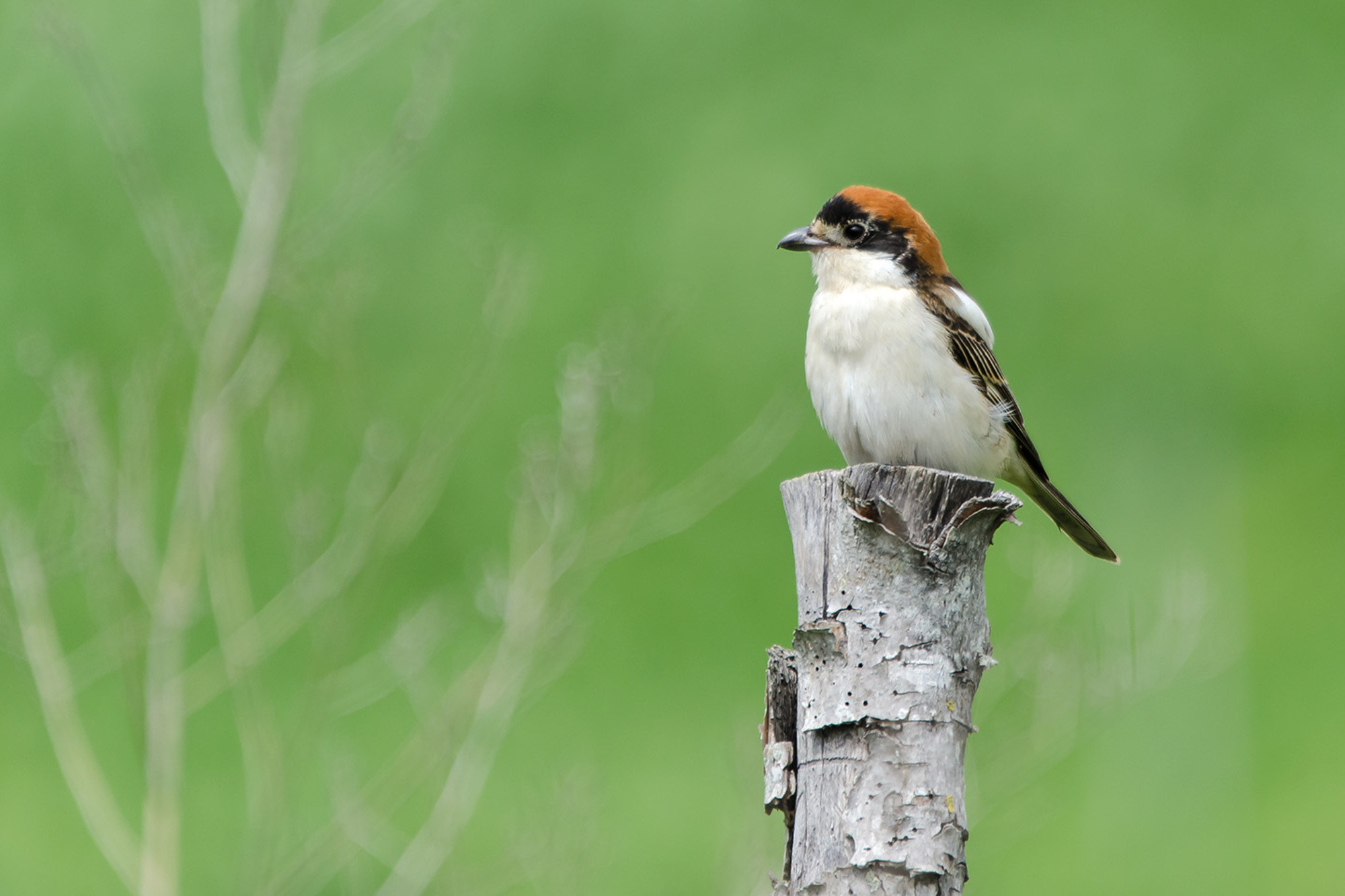 Web Agafona - 0FA890C5-6C8B-4848-AD62-2232A8DB6175