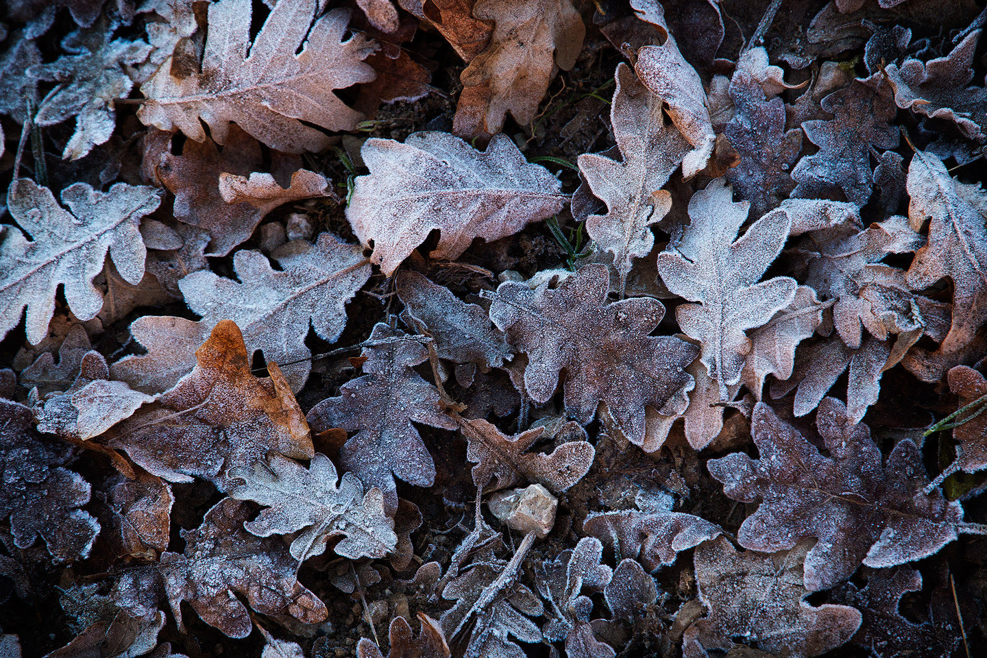 Mercedes Cuesta Mateo - MercedesCuesta_ConcursoJulio_texturas3