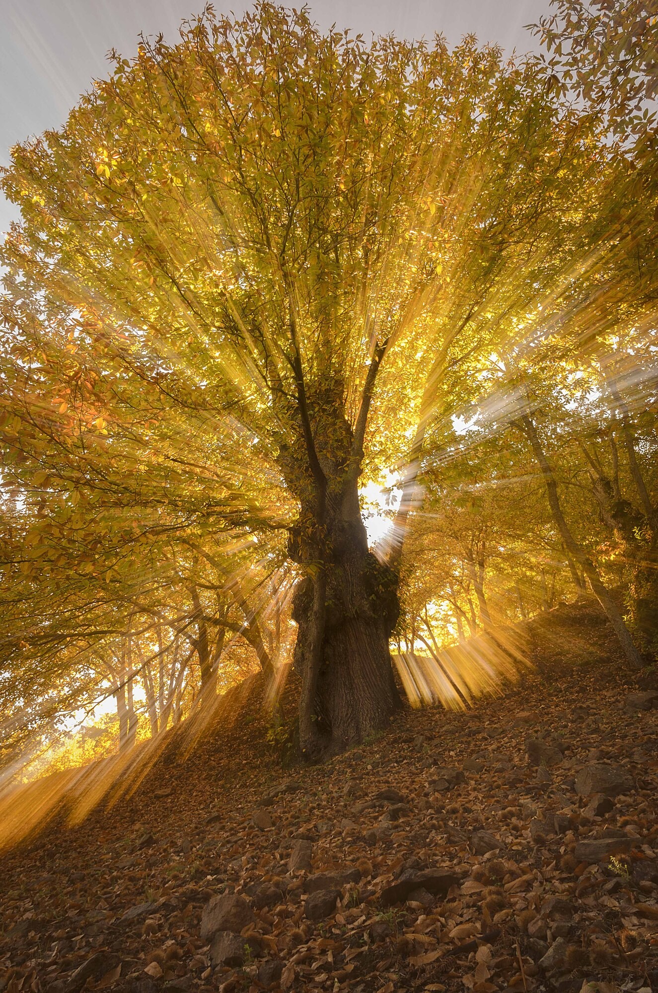 Antonio Rosa - AntonioRosa_concursooctubreoto&ntilde;o3