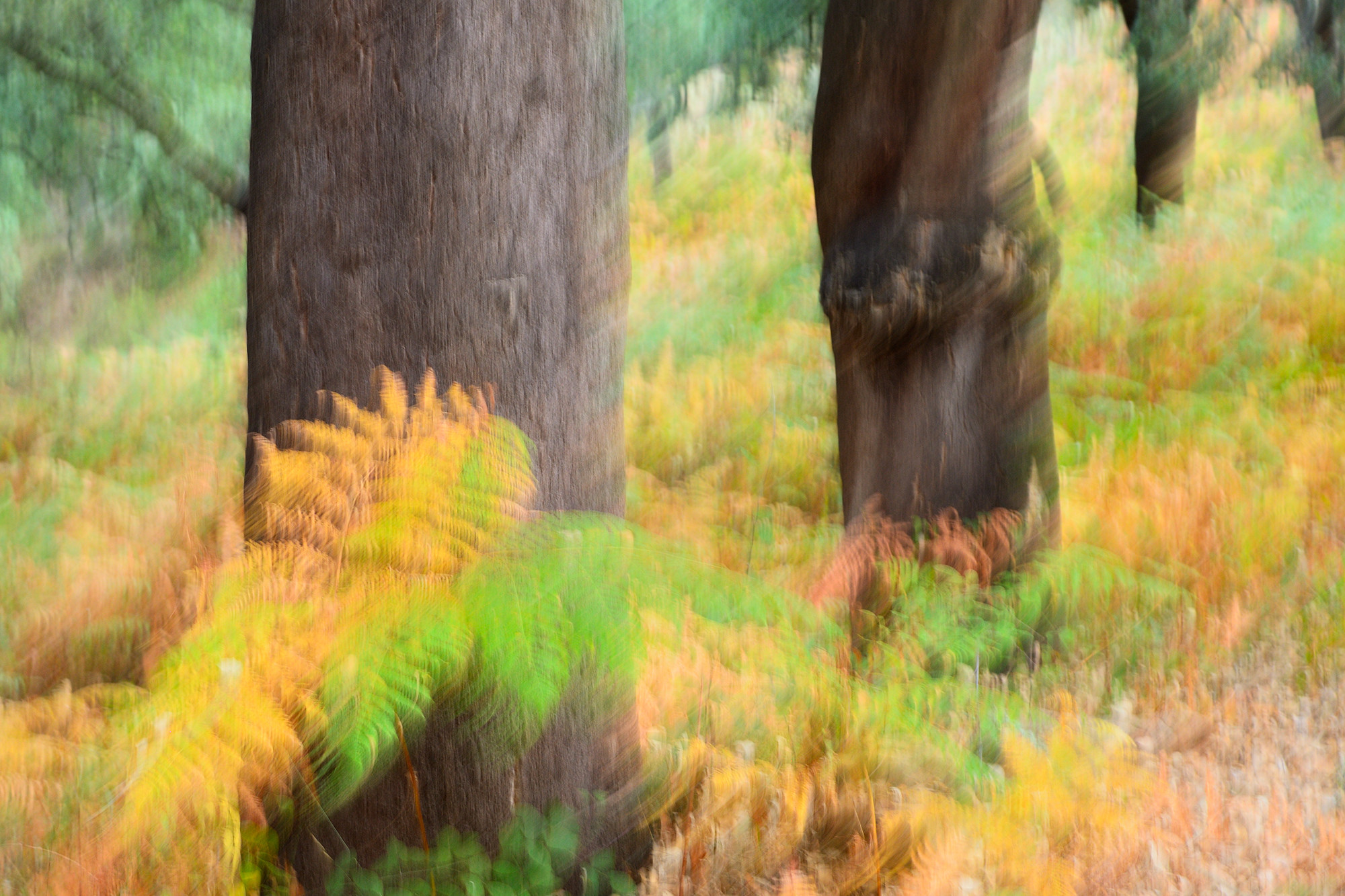 daniel roman arenas - danielroman_concursoOctubre_oto&ntilde;o_2