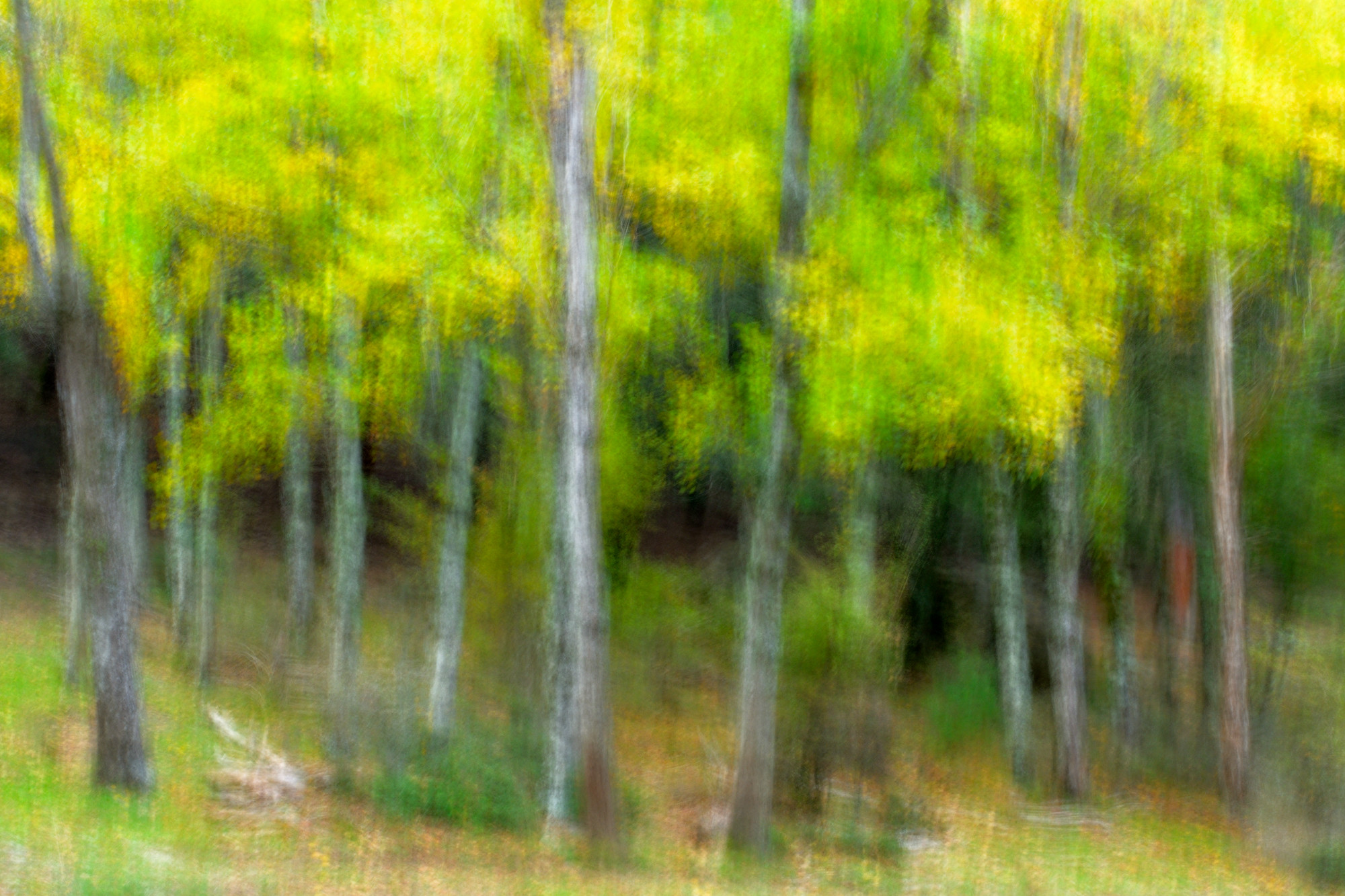 daniel rom&aacute;n - danielrom&aacute;n_concursoOctubre_oto&ntilde;o_1