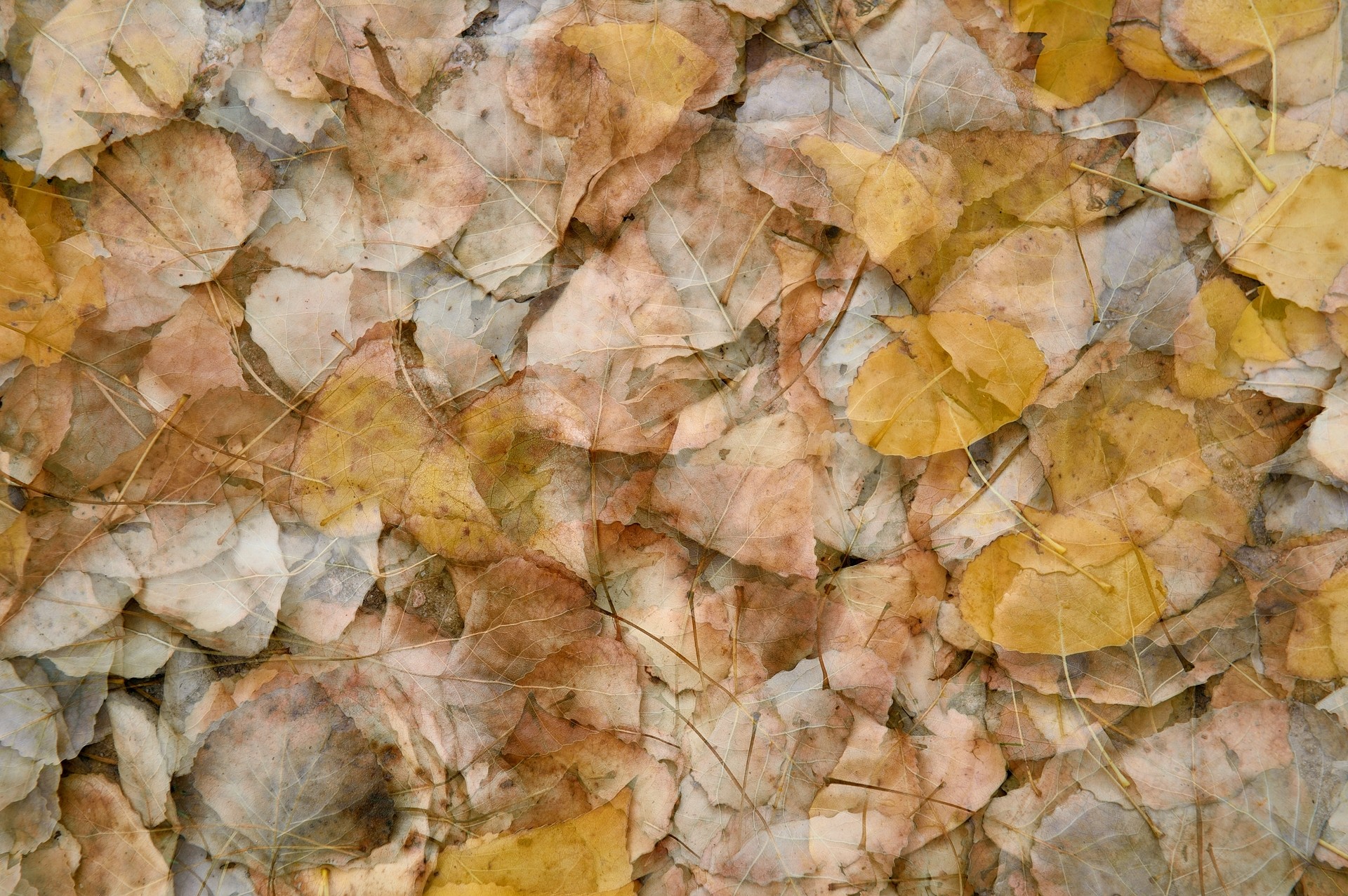 David Moya - DavidMoya_ConcursoOctubreOto&ntilde;o