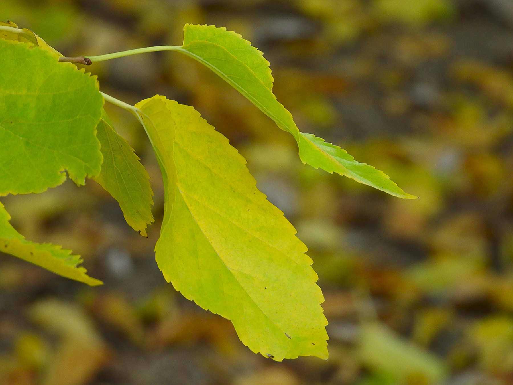 Jose Lopez  - Jose Lopez concurso Obtubre  Oto&ntilde;o Colores