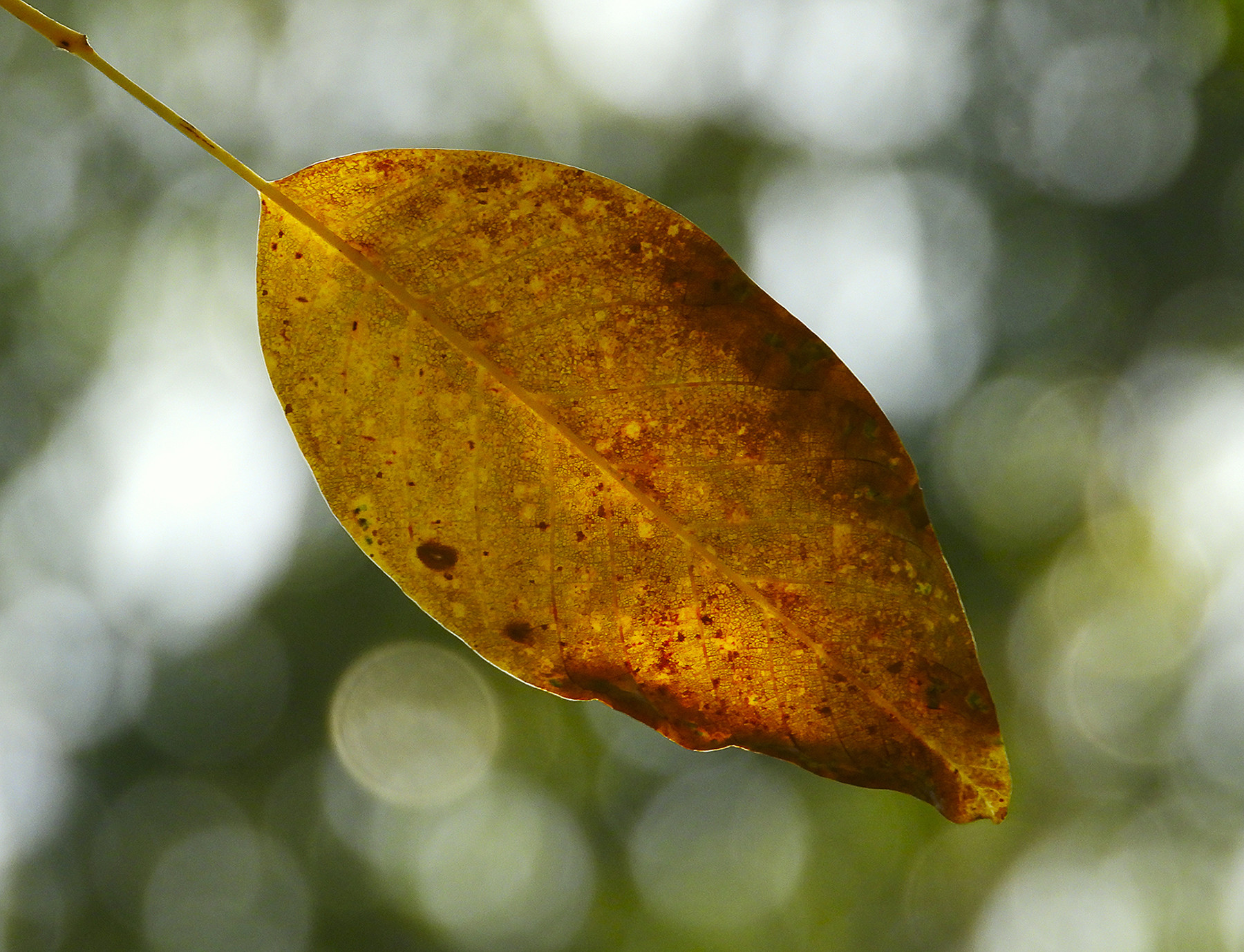 Jose Lopez  - Jose Lopez Concurso Obtubre Oto&ntilde;o Soledad