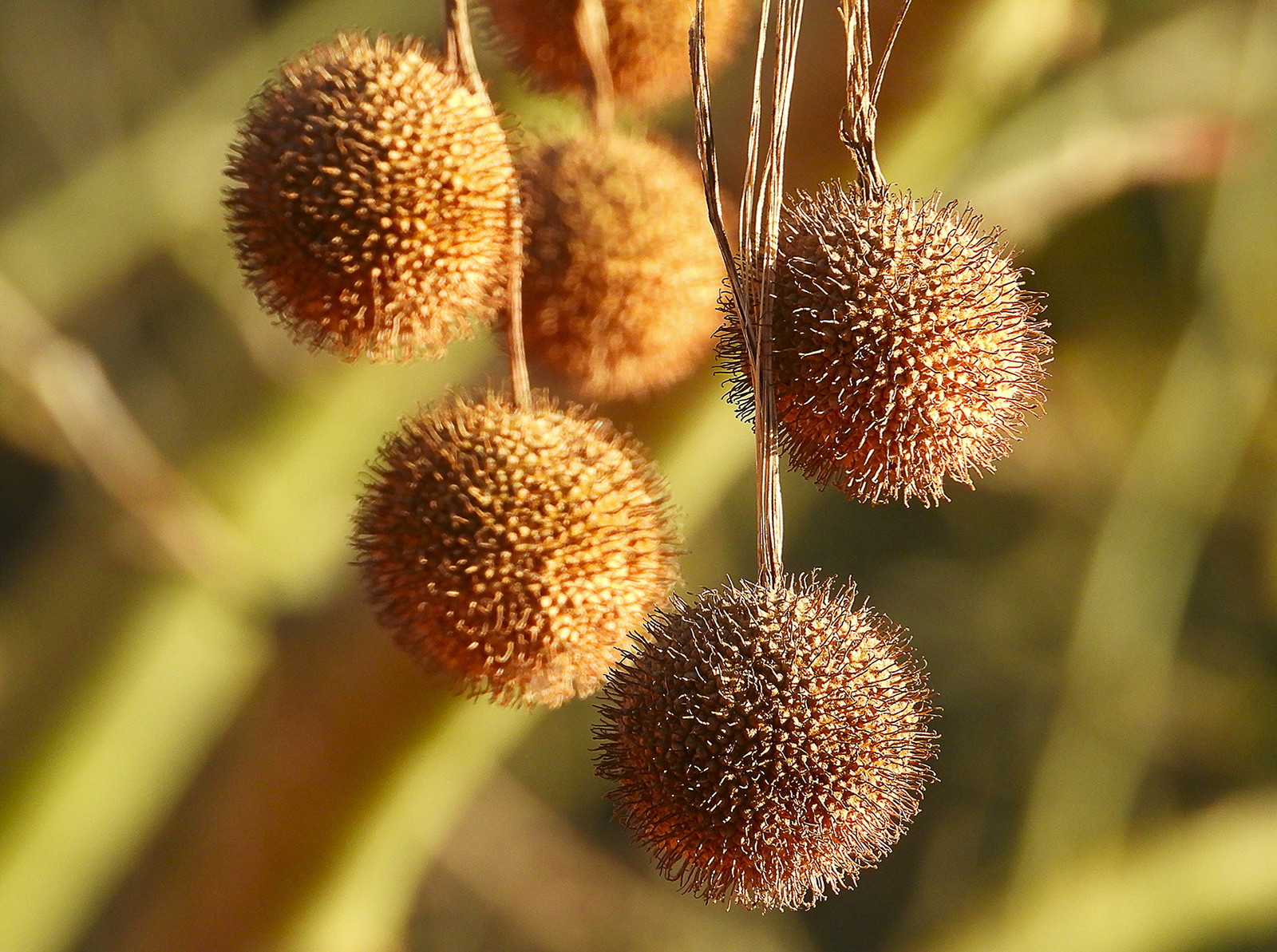 Jose Lopez  - Jose lopezconcursoObtubre Oto&ntilde;o Pelotas