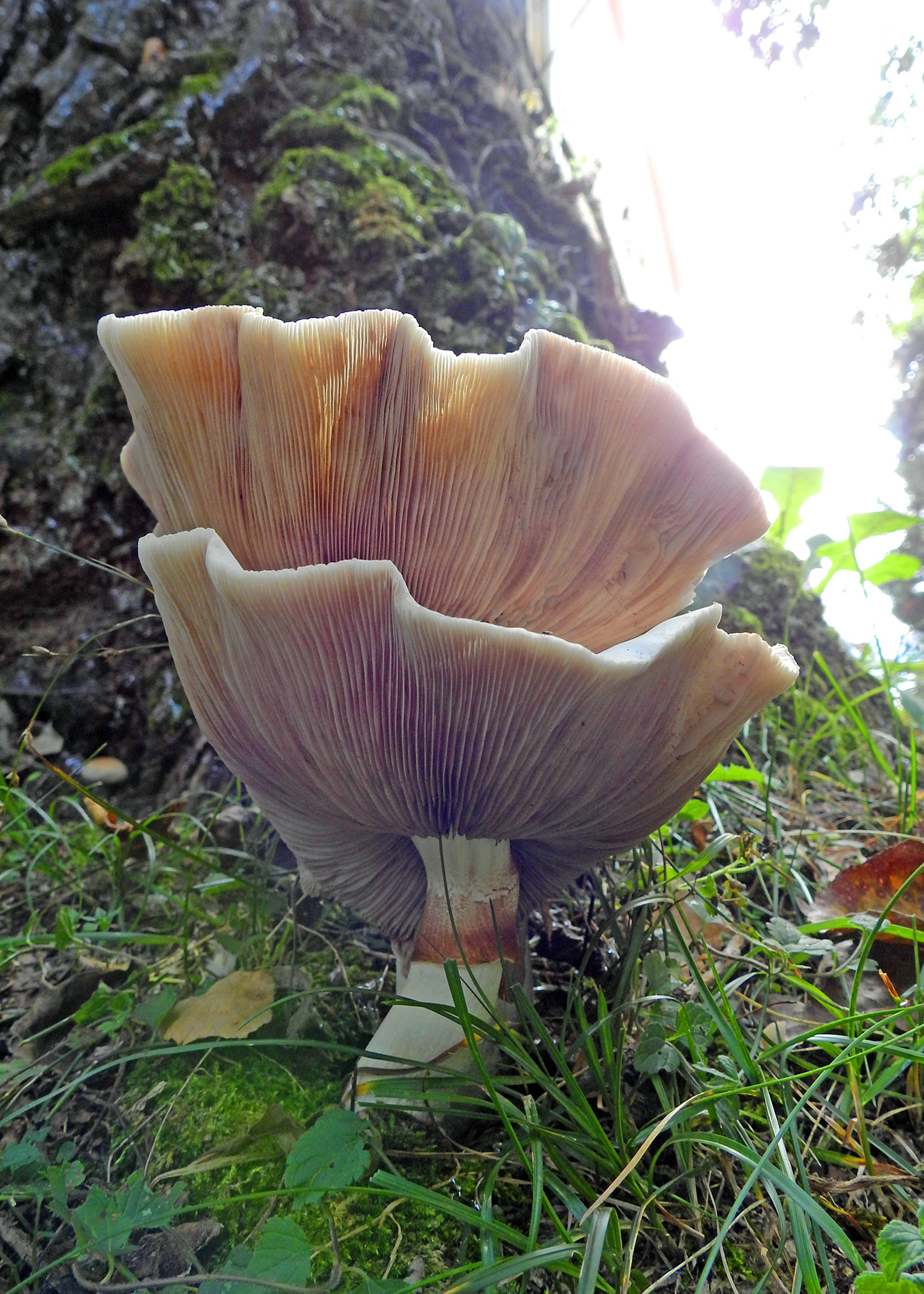 Jos&eacute;  Soria Luna - Jos&eacute;SoriaLuna_ConcursoOctubreOto&ntilde;o2