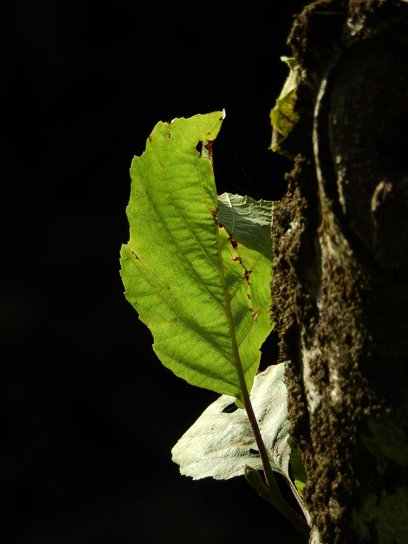 Jos&eacute;  Soria Luna - Jos&eacute;SoriaLuna_ConcursoOctubreOto&ntilde;o3
