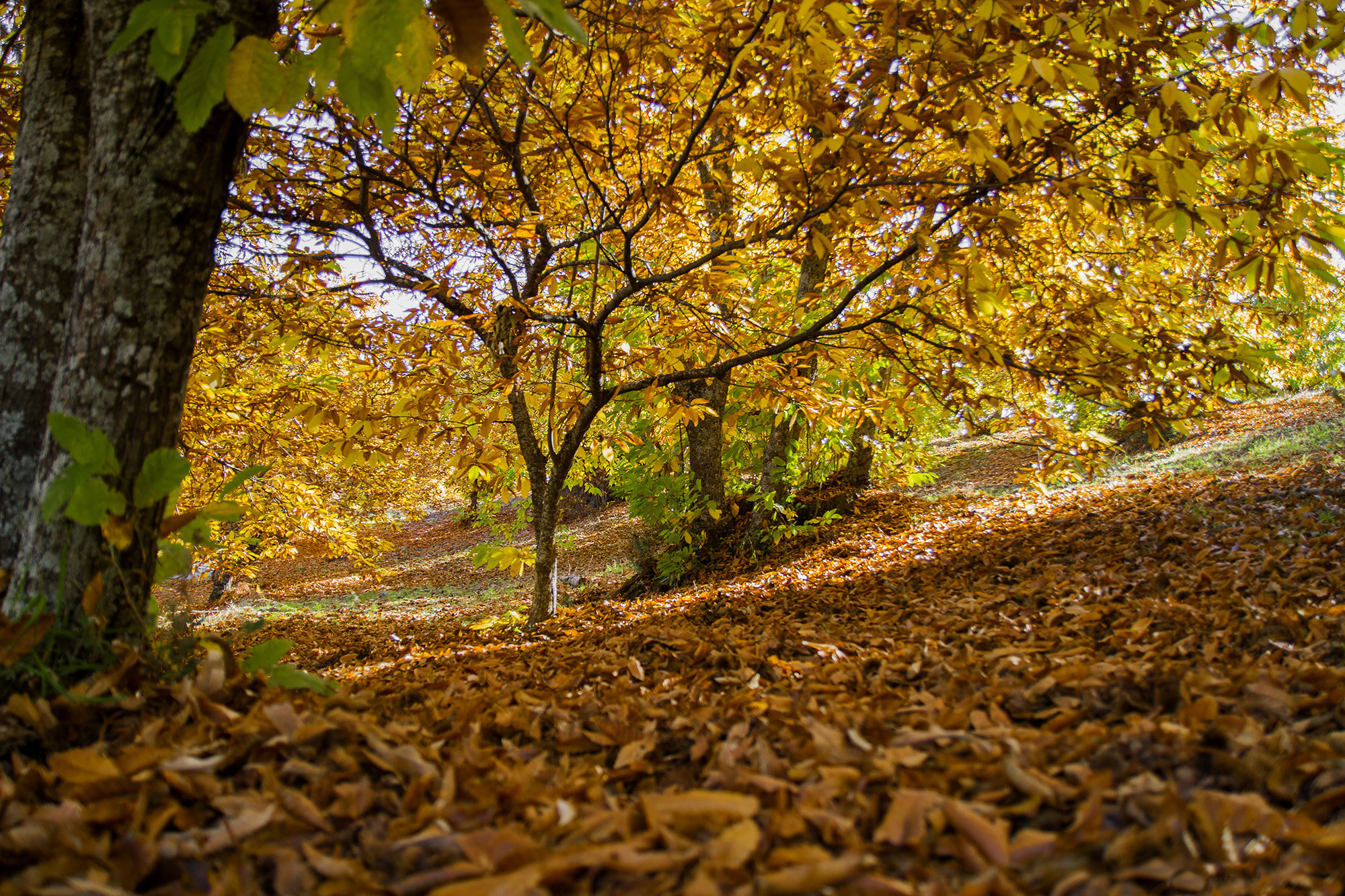 Juan Manuel carrasco chac&oacute;n - JuanCarrascoConcursoOctubreOto&ntilde;o