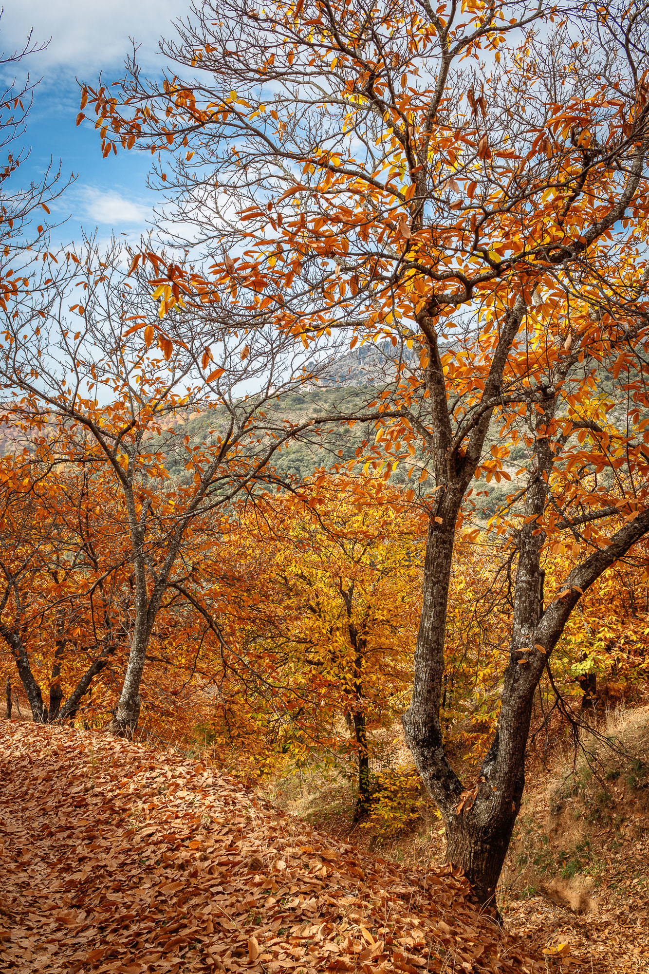Manuel Ignacio Torres Lima - MANUEL TORRES OTO&Ntilde;O 01