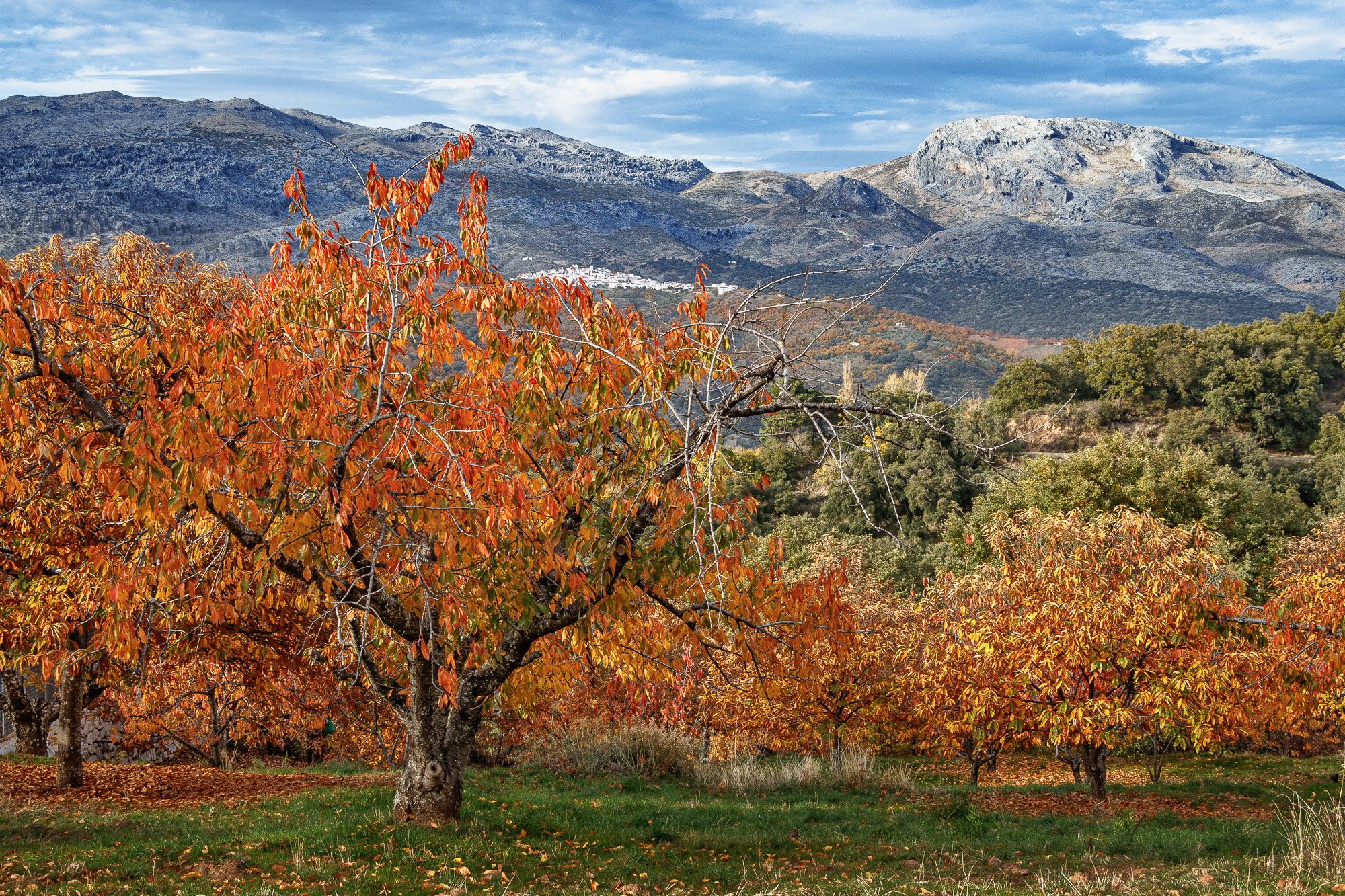 Manuel Ignacio Torres Lima - MANUEL TORRES OTO&Ntilde;O 02