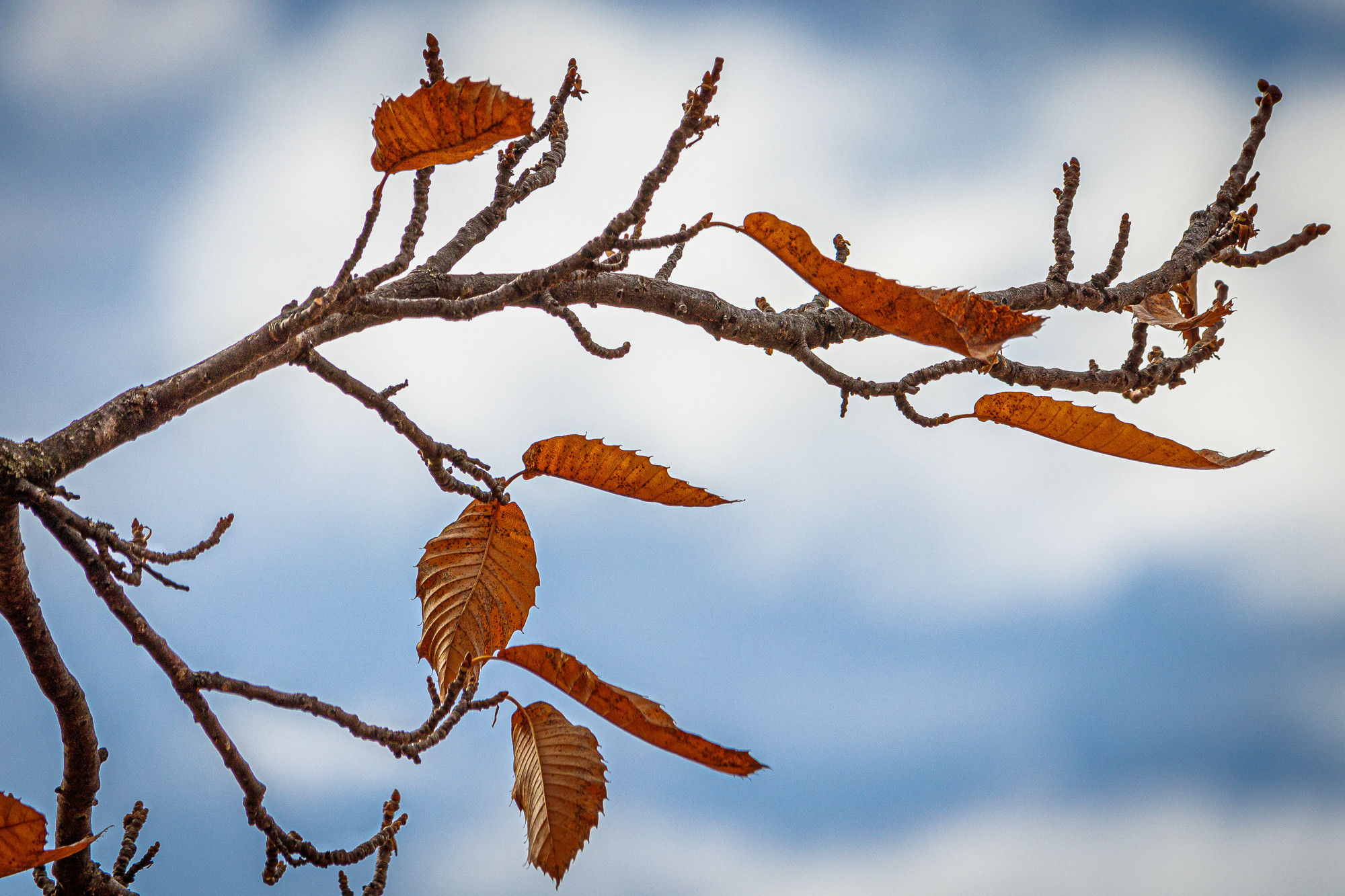 Manuel Ignacio Torres Lima - MANUEL TORRES OTO&Ntilde;O 03