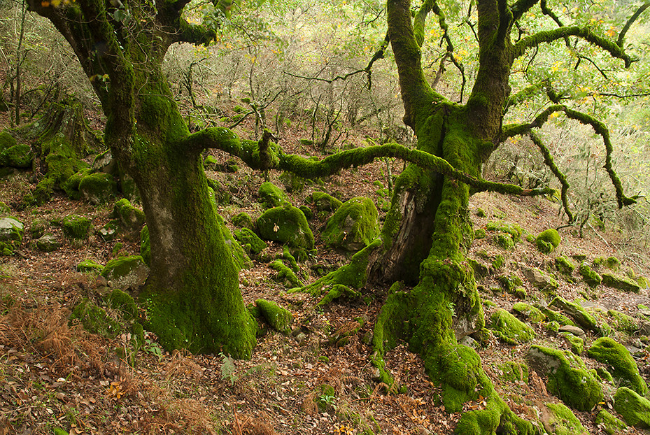 Manuel Perez Ruiz - Manuel P&eacute;rez-Octubre-Oto&ntilde;o2