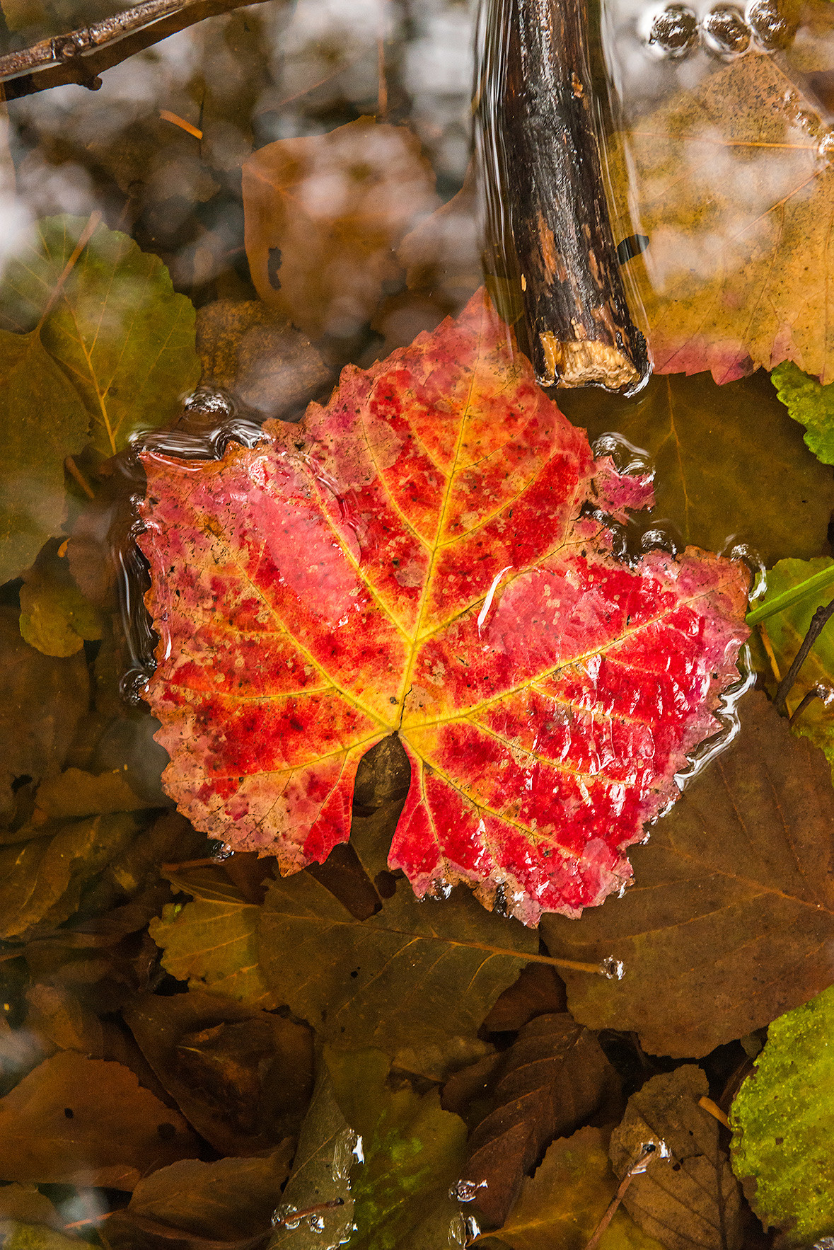 Manuel Perez Ruiz - Manuel P&eacute;rez-Octubre-Oto&ntilde;o3