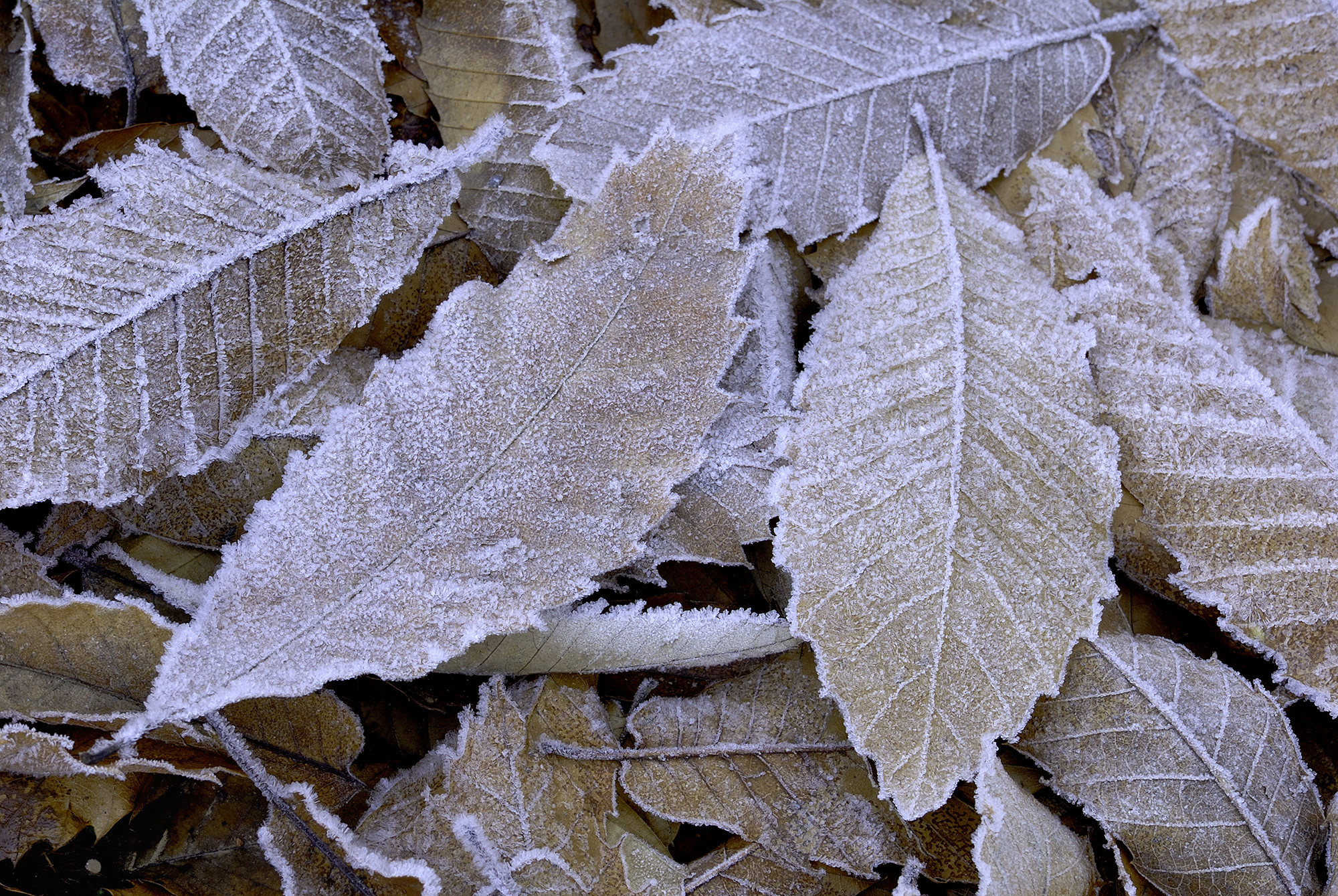 PEDRO FRUCTUOSO - PedroFructuosoGallardoOctubreoto&ntilde;o01