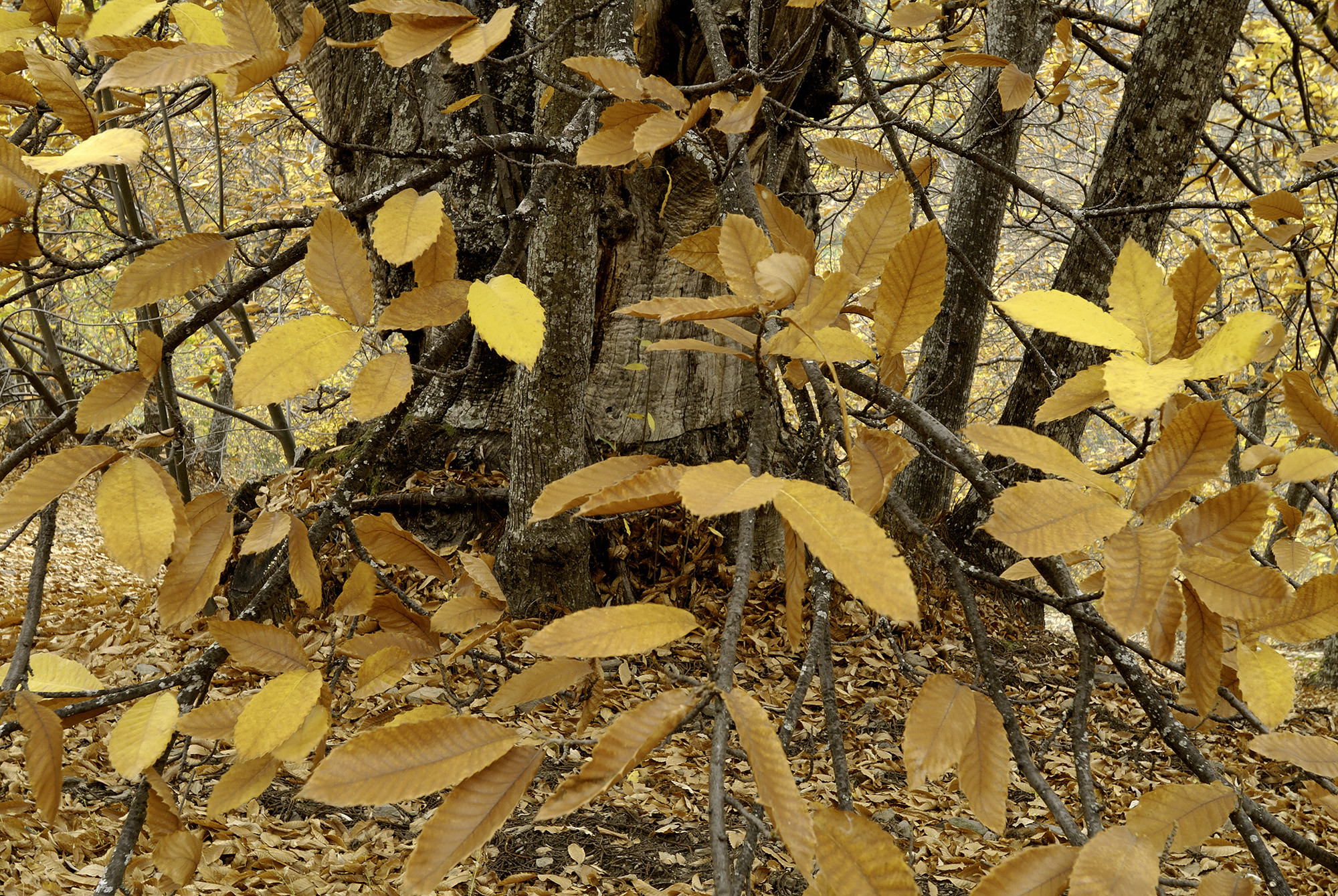 PEDRO FRUCTUOSO - PedroFructuosoGallardoOctubreoto&ntilde;o02