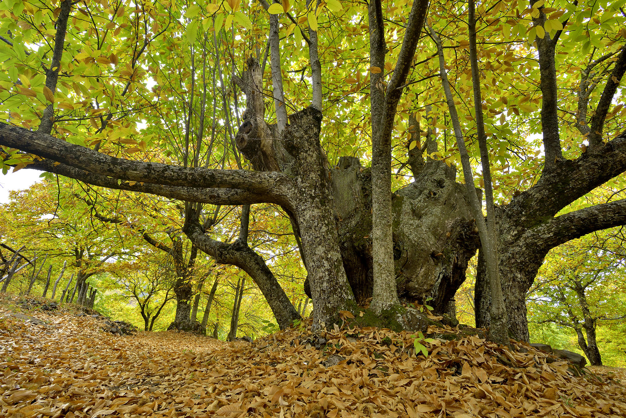 PEDRO FRUCTUOSO - PedroFructuosoGallardoOctubreoto&ntilde;o03