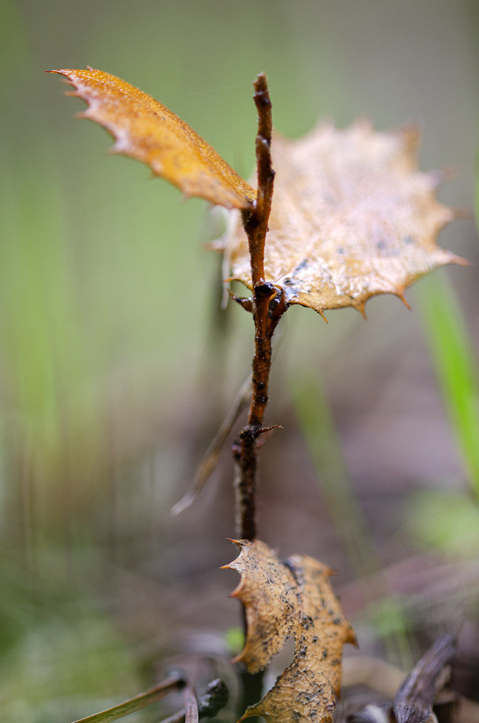 Web Agafona - Manuel Su&aacute;rez - Concurso  Oto&ntilde;o 2