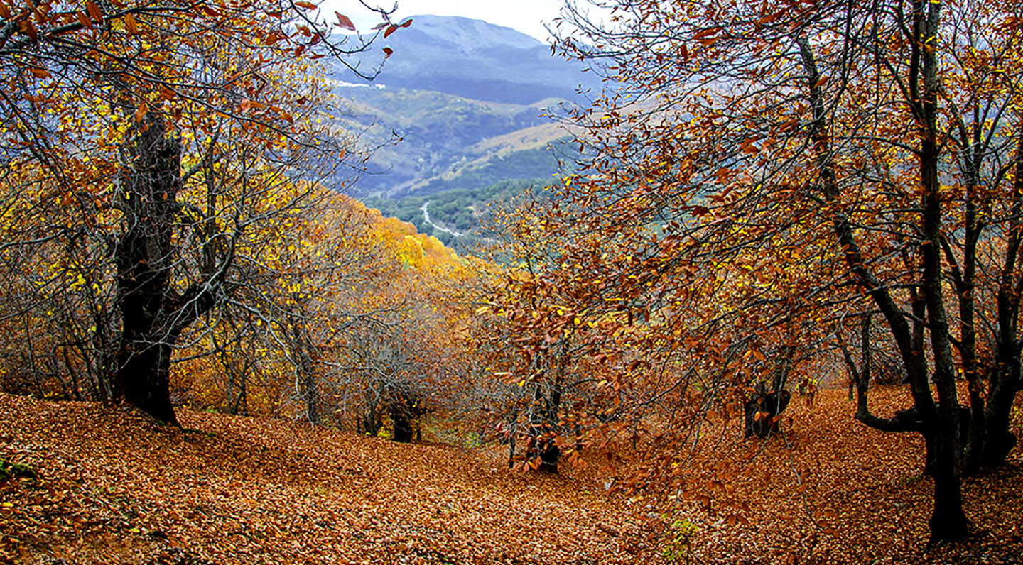 Web Agafona - Manuel Su&aacute;rez - Concurso  Oto&ntilde;o 3