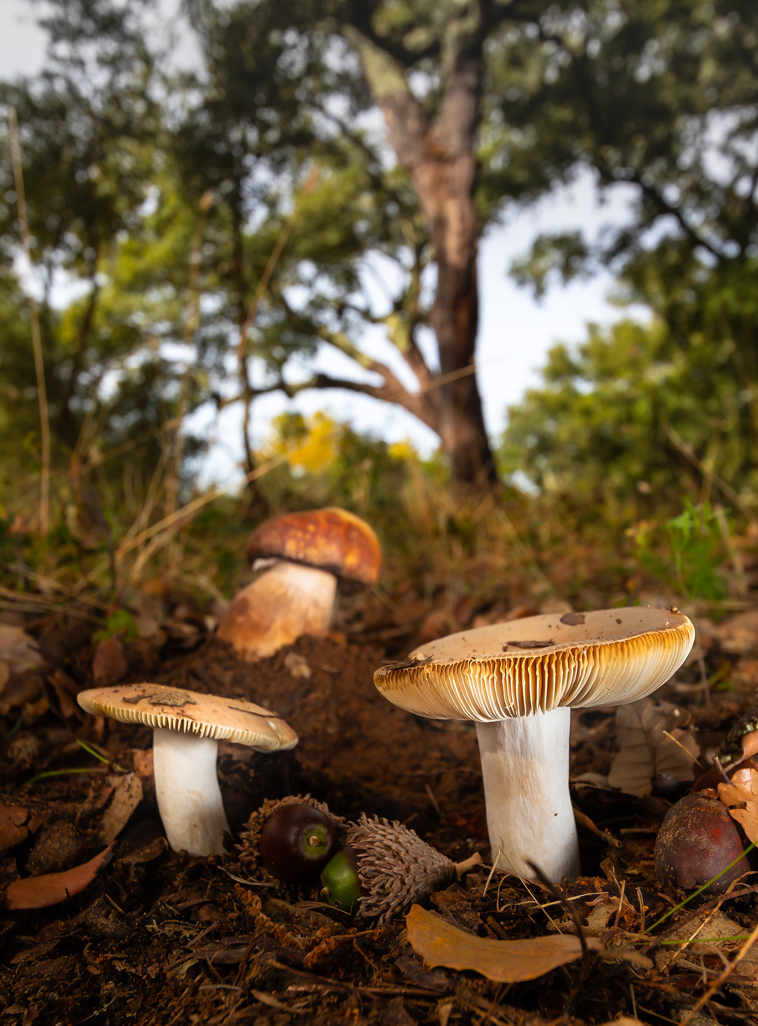 Antonio Gallardo - AntonioGallardo_ConcursoNoviembreSetas 1