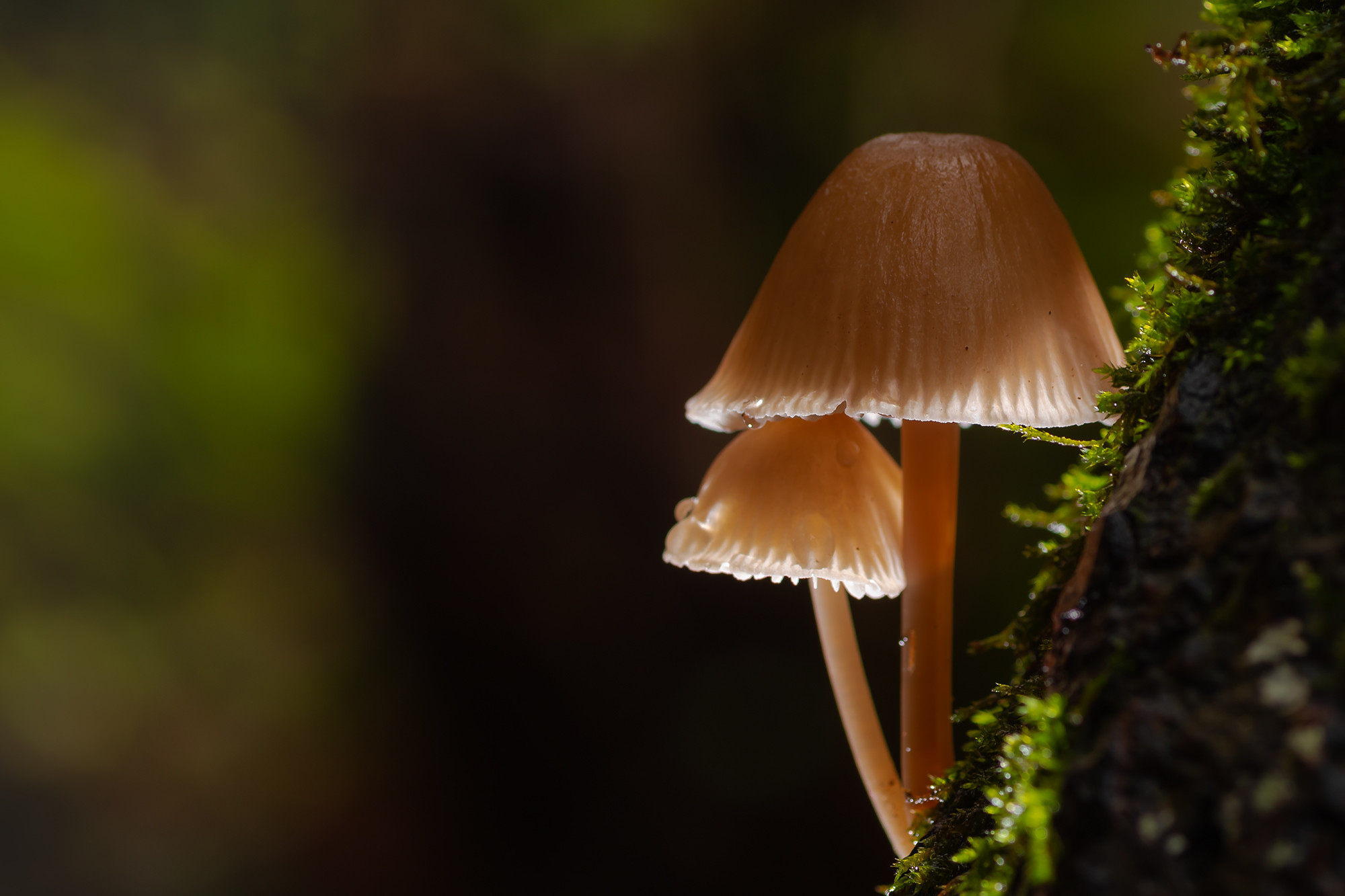 Antonio Gallardo - AntonioGallardo_ConcursoNoviembreSetas 2