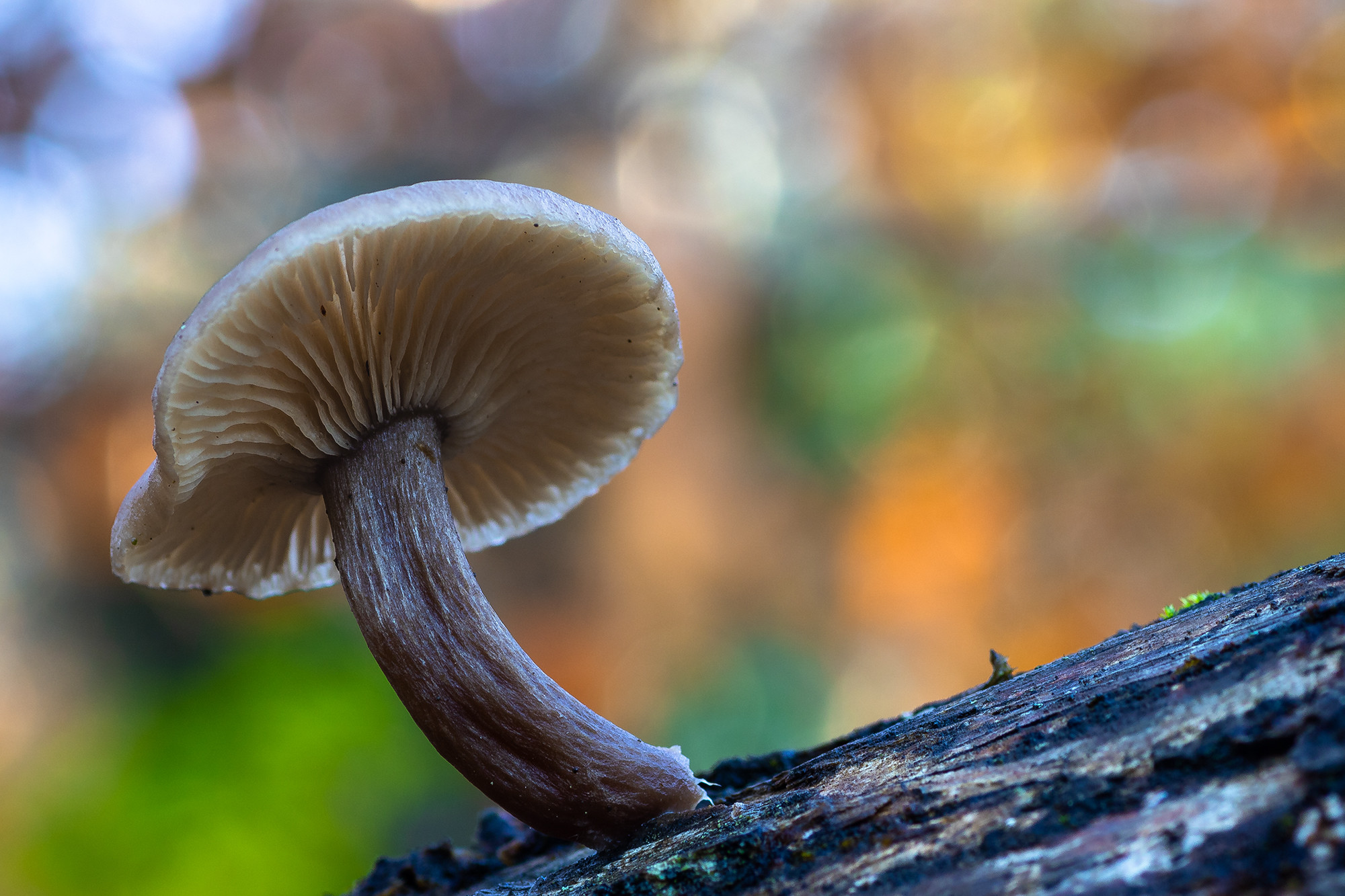 Antonio Gallardo - AntonioGallardo_ConcursoNoviembreSetas 3