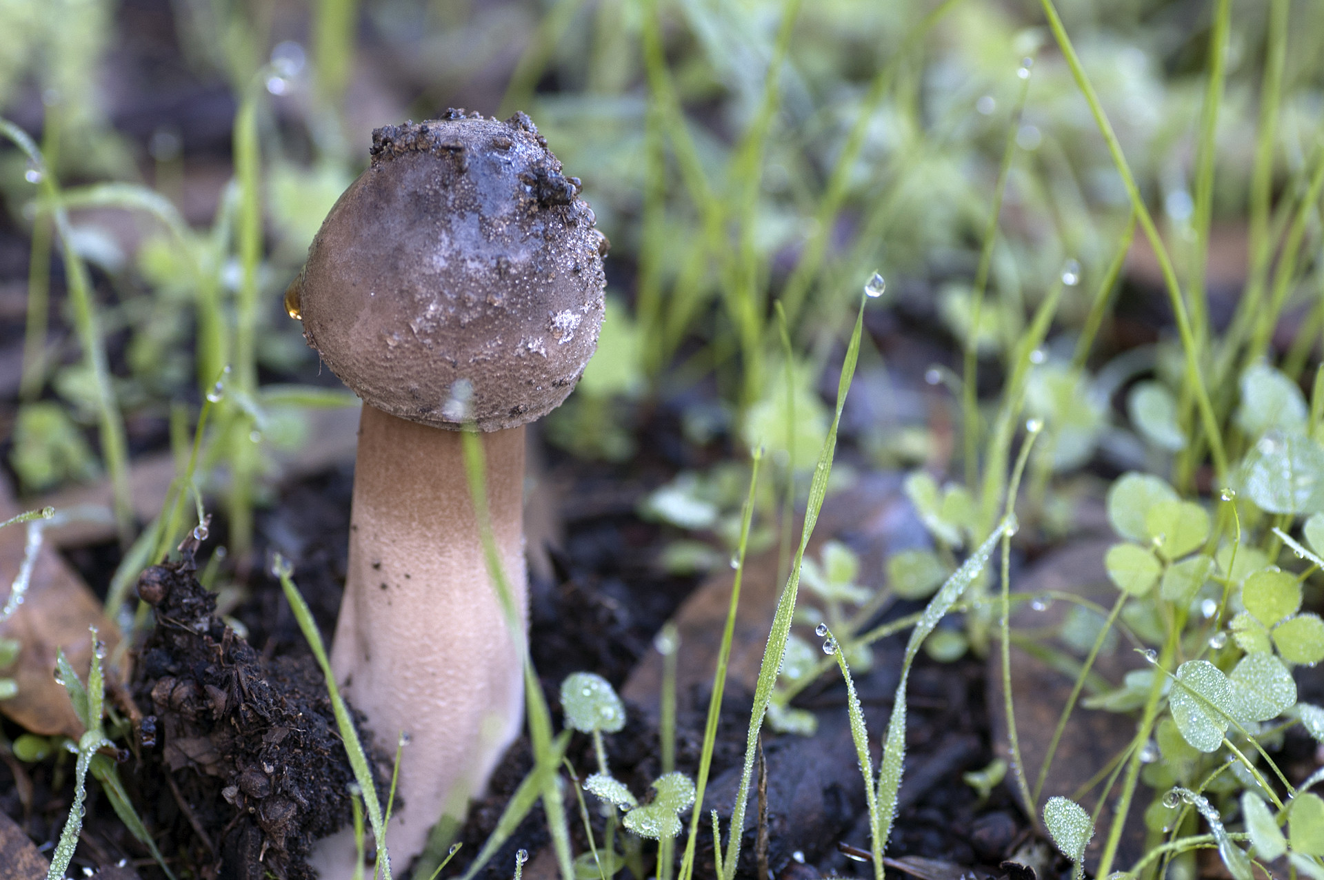 Jos&eacute; Soria Luna - Jos&eacute;SoriaConcursonoviembremicolog&iacute;a1