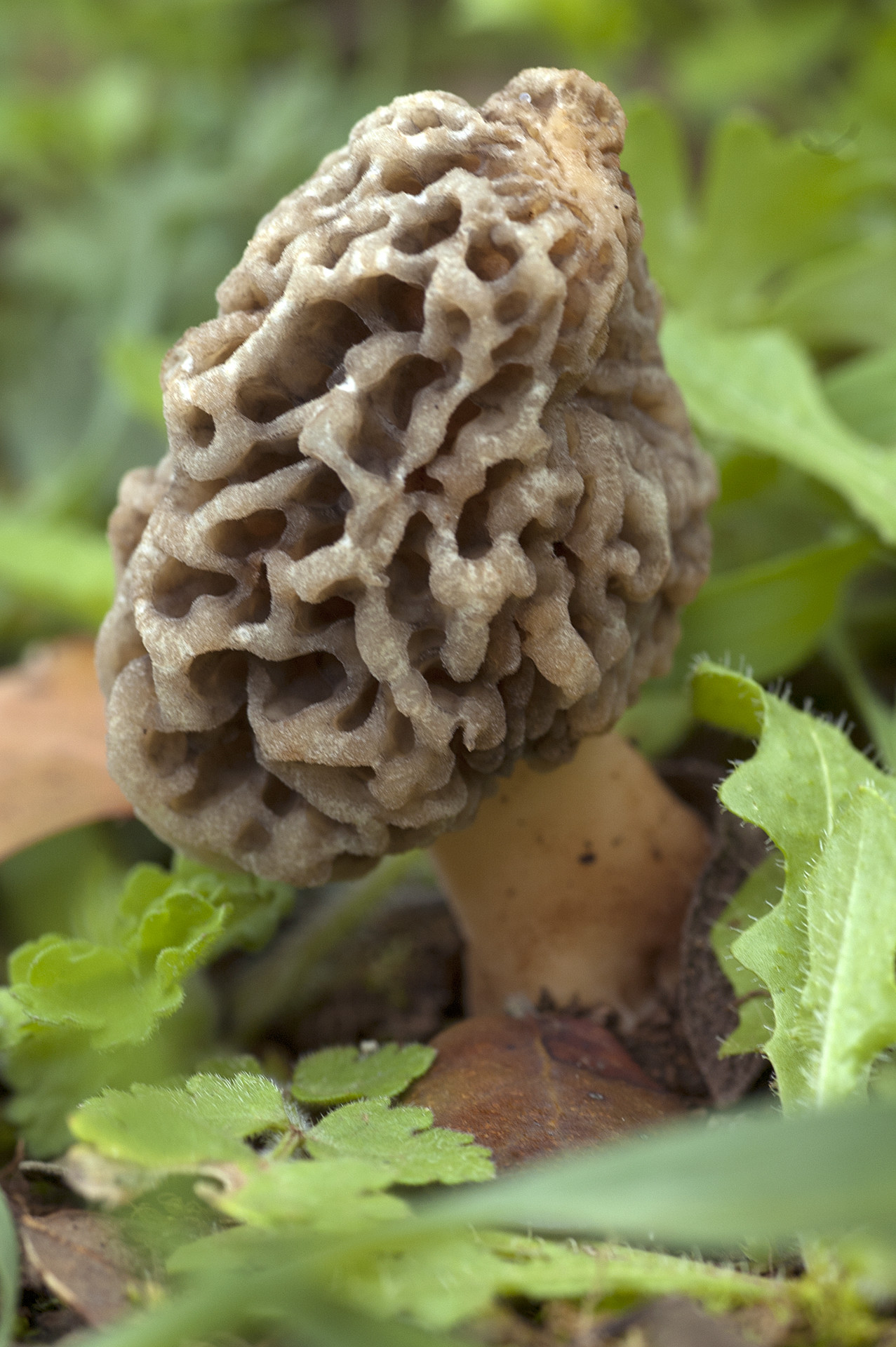 Jos&eacute; Soria Luna - Jos&eacute;SoriaConcursonoviembremicolog&iacute;a2