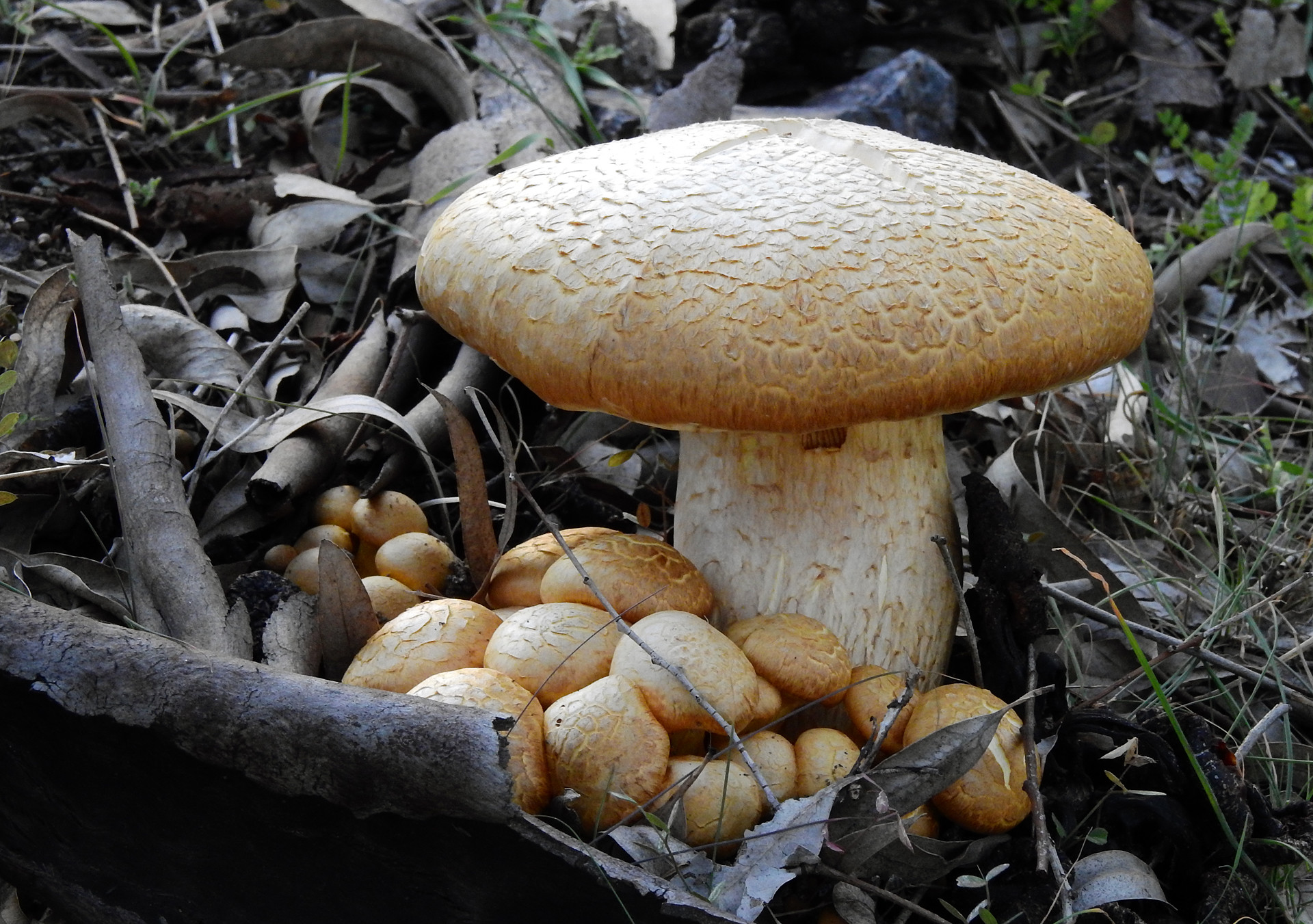 Jos&eacute; Soria Luna - Jos&eacute;SoriaConcursonoviembremicolog&iacute;a3