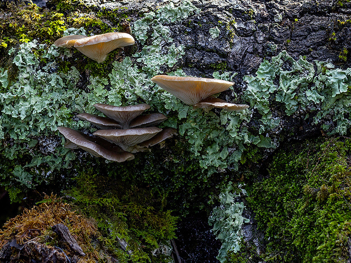 Juan Manuel carrasco chac&oacute;n - #ConcursoNoviembreMicologia1