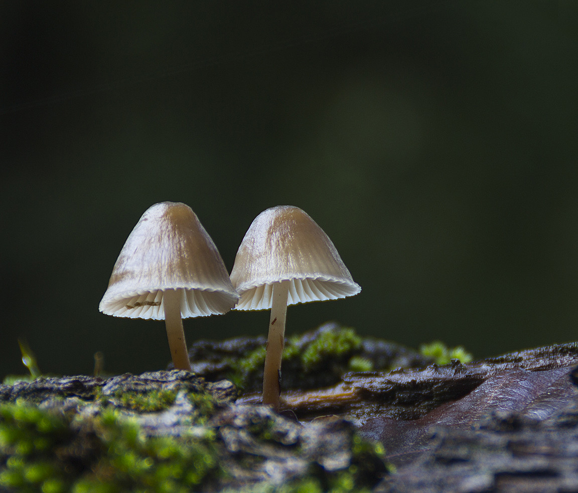 Juan Manuel carrasco chac&oacute;n - #ConcursoNoviembreMicologia2